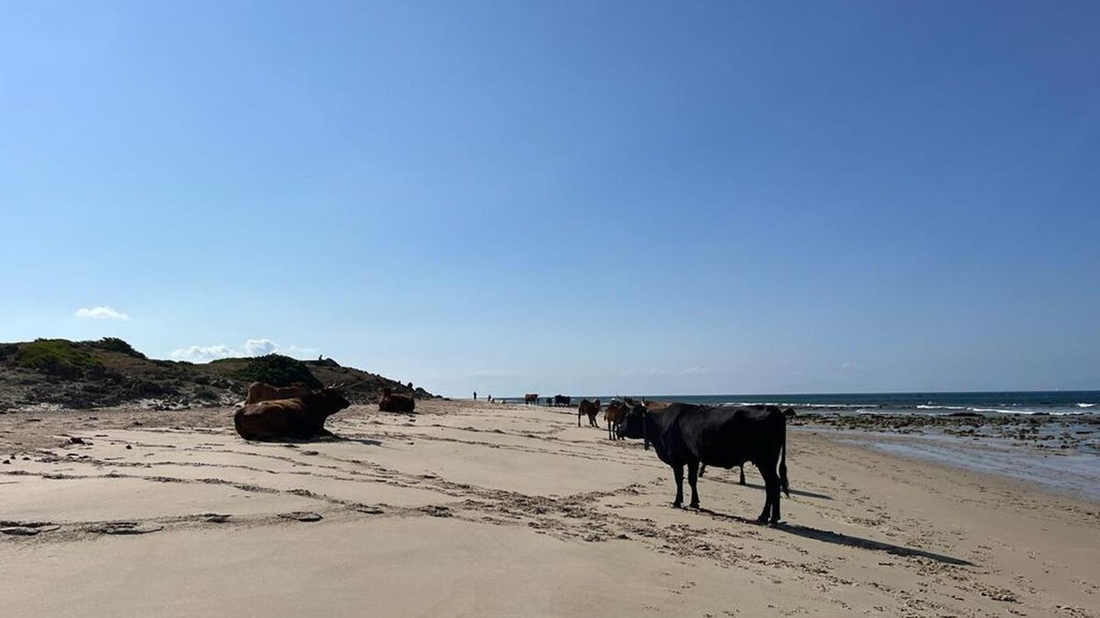 Vacas retintas en la playa de Bolonia.