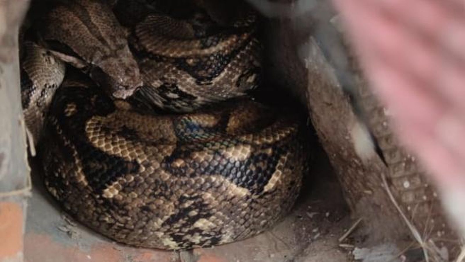 Capturan en una bajante la boa que se había escapado de un terrario
