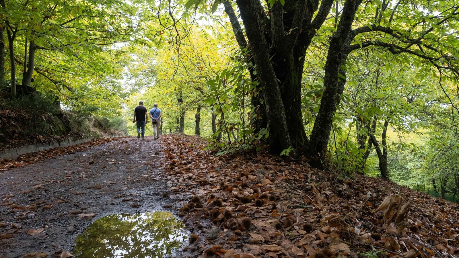Uno de los múltiples senderos que esconde el Bosque de Cobre.