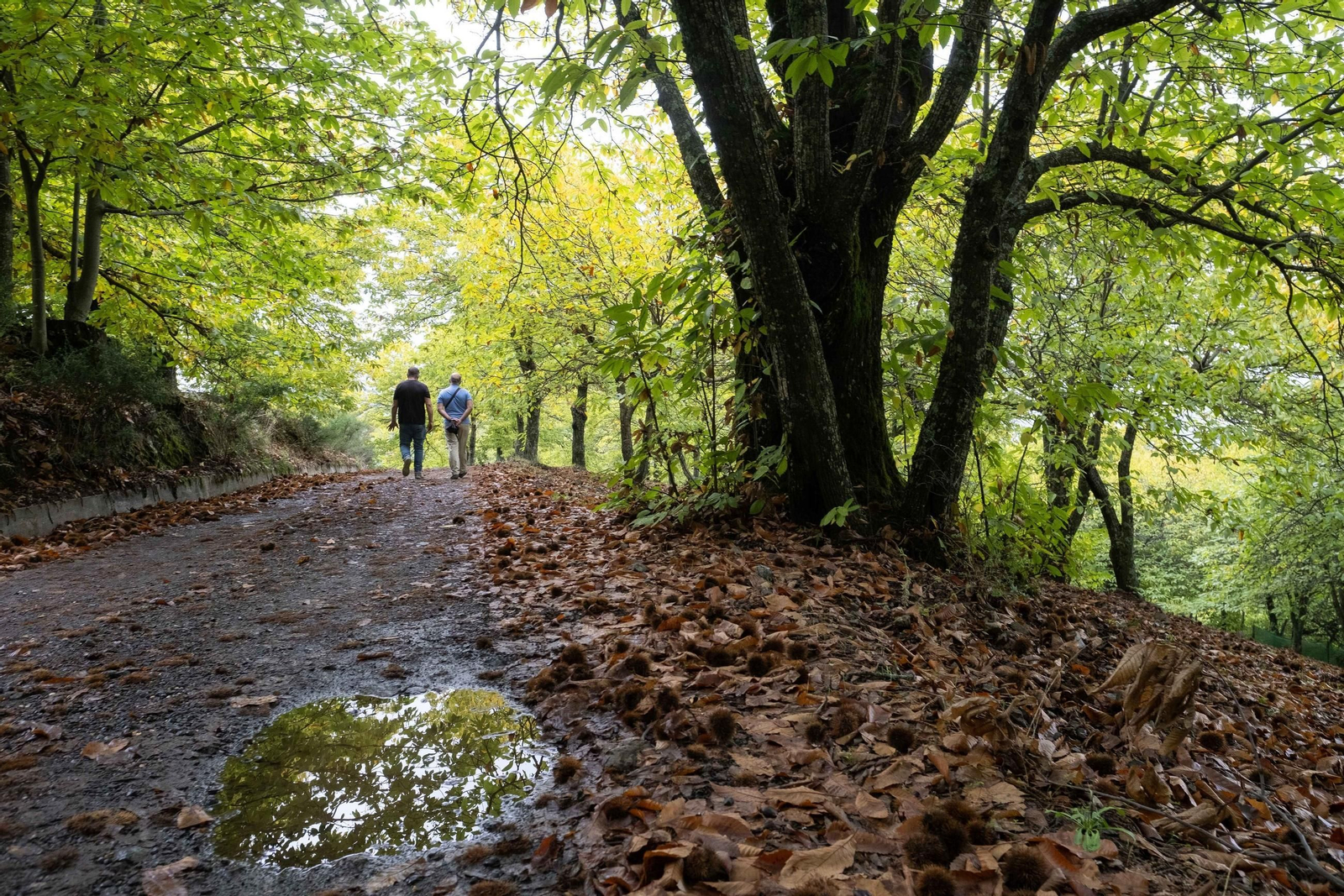 Uno de los múltiples senderos que esconde el Bosque de Cobre.