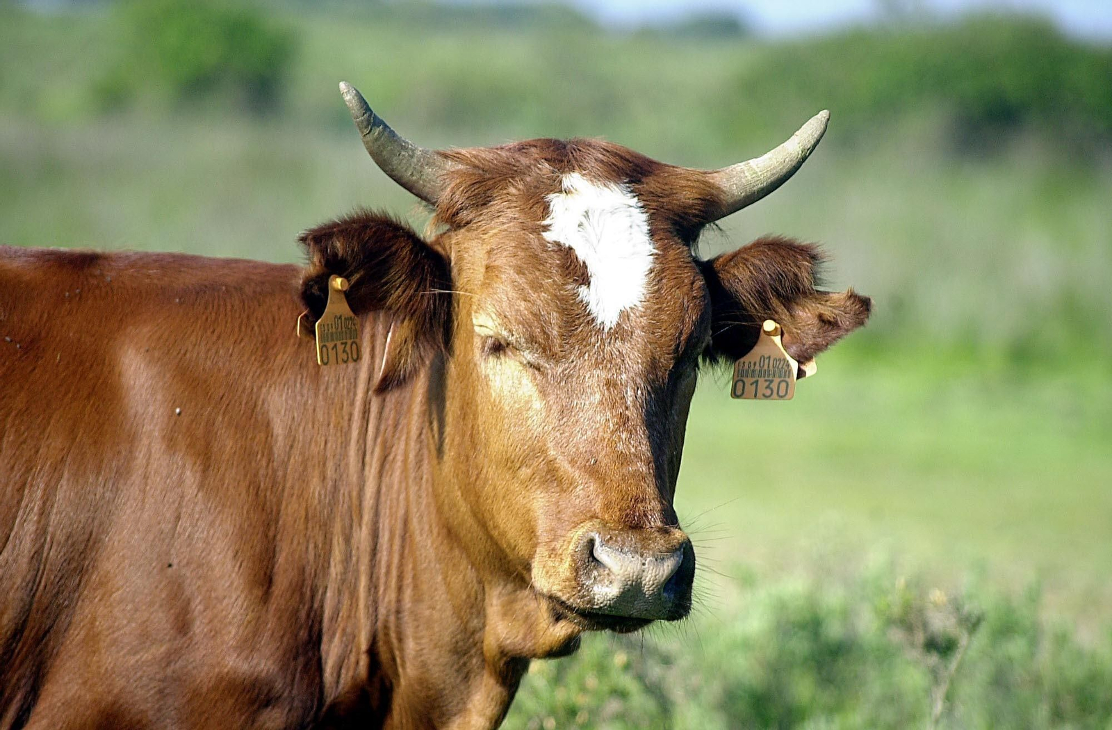 Parque Nacional de Doñana: ¿por qué se llama así?
