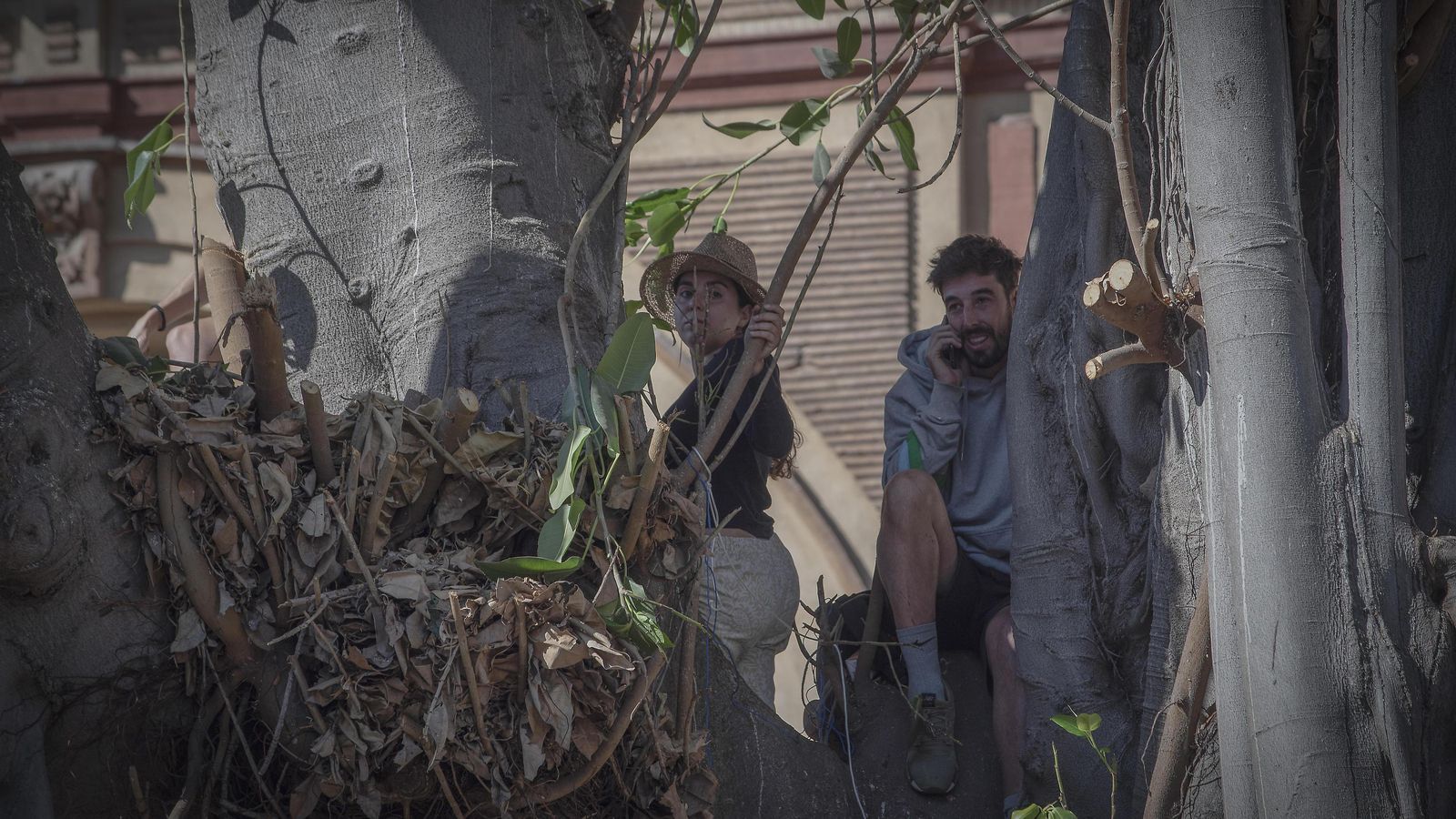 Activistas subidos a las ramas del ficus.
