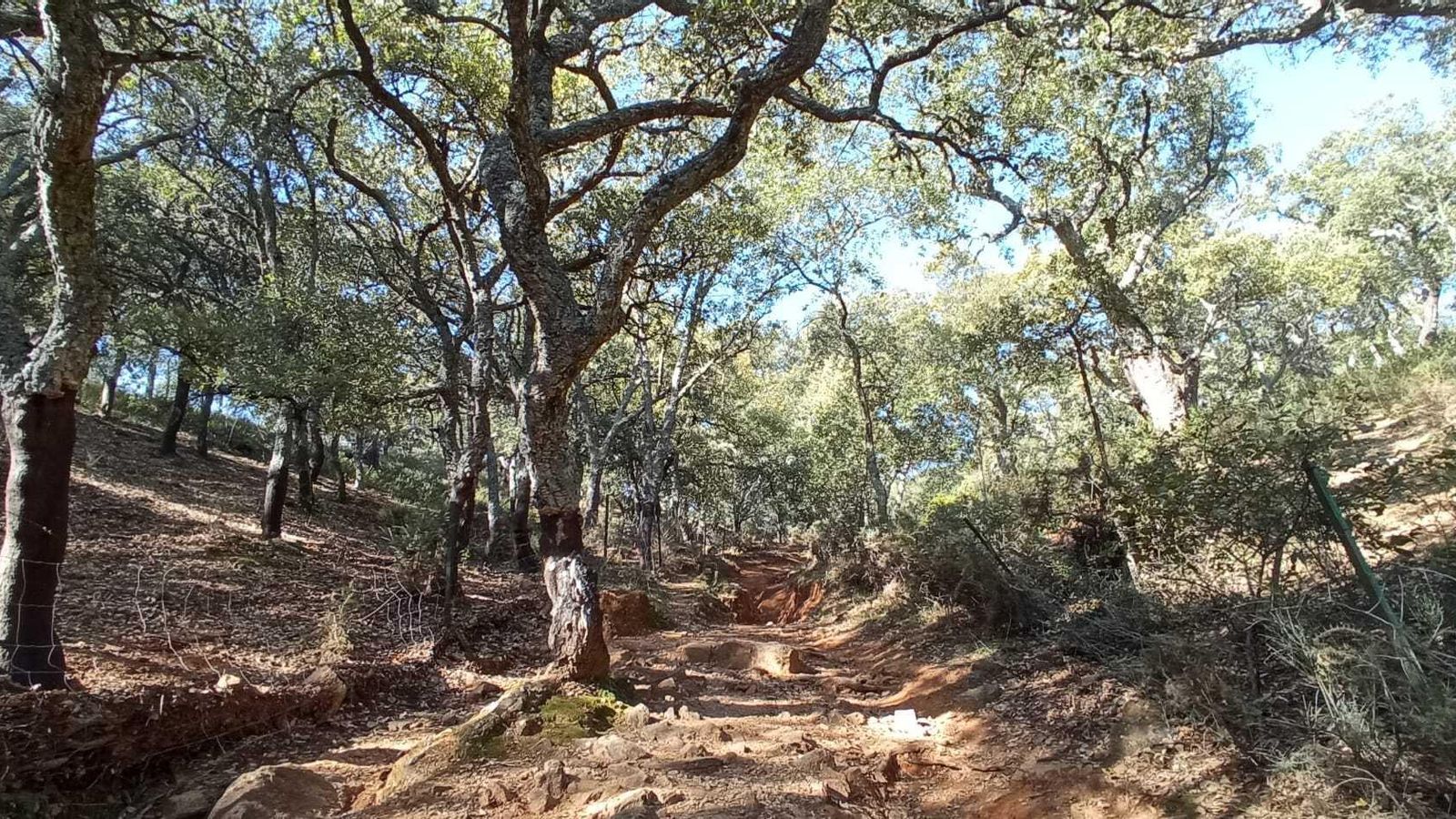 Espectacular camino coronado por alcornoques