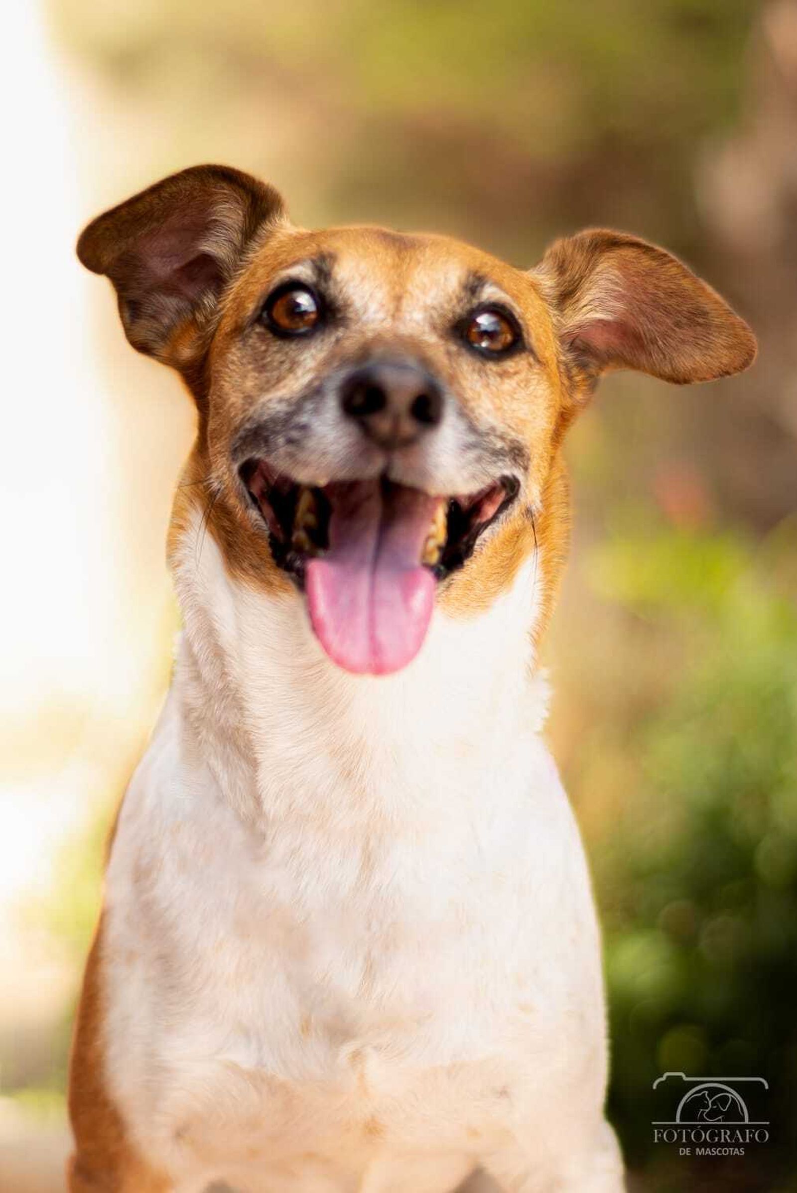 Álbum de las mascotas fotografiadas por 'El fotógrafo de mascotas'
