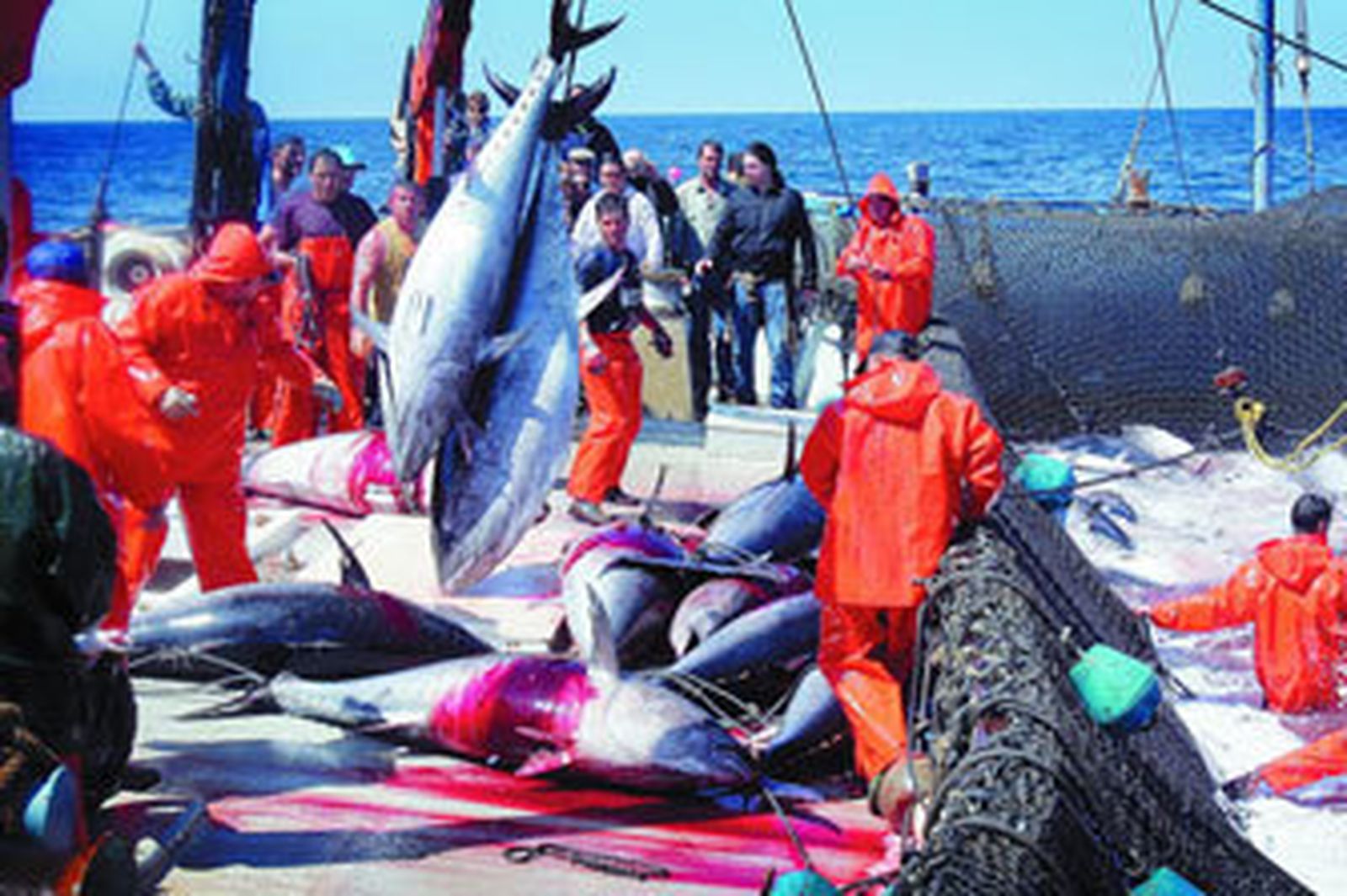 Ecologistas piden que no se aumente la cuota de pesca del atún rojo