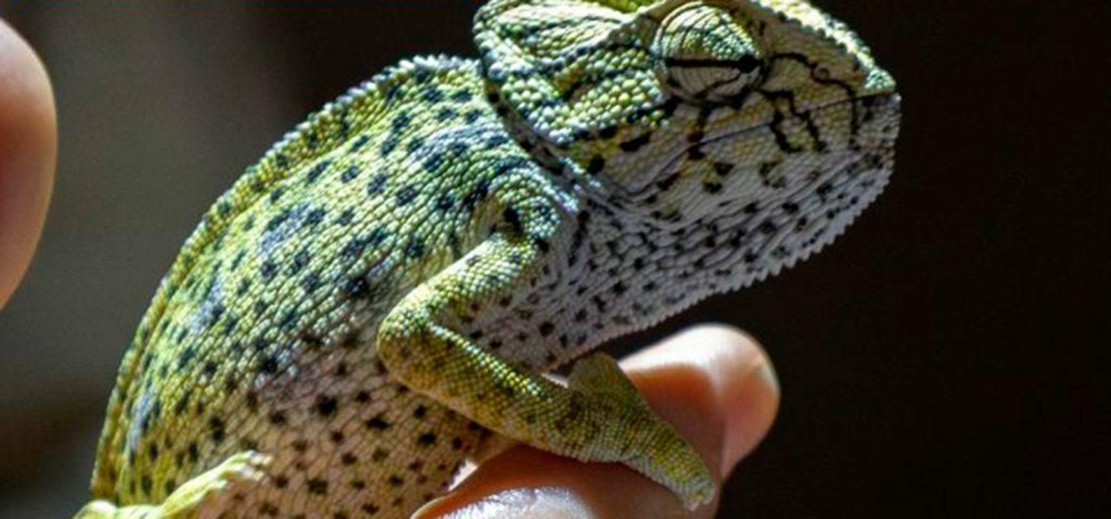 Un ejemplar de camaleón