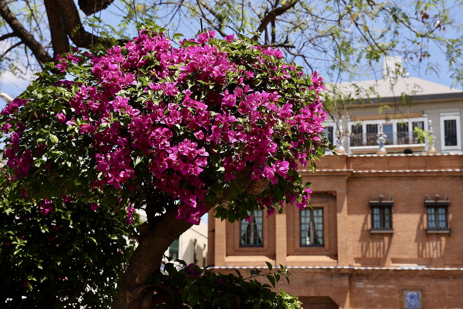La buganvilla, la otra flor de Sevilla