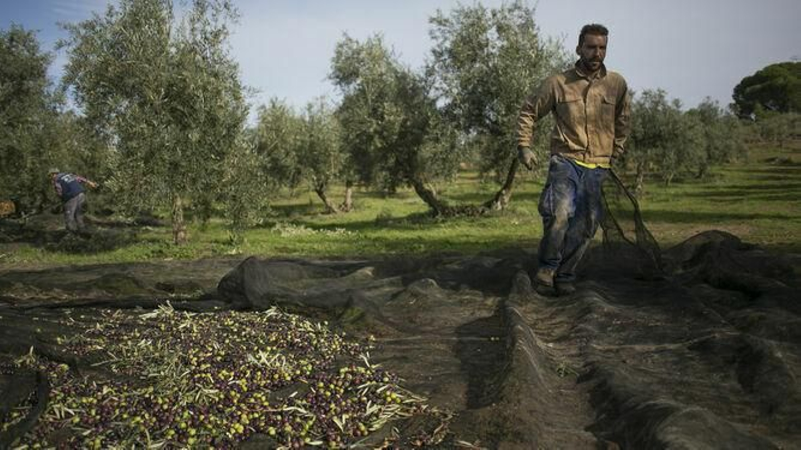 Agricultor recogiendo aceitunas.