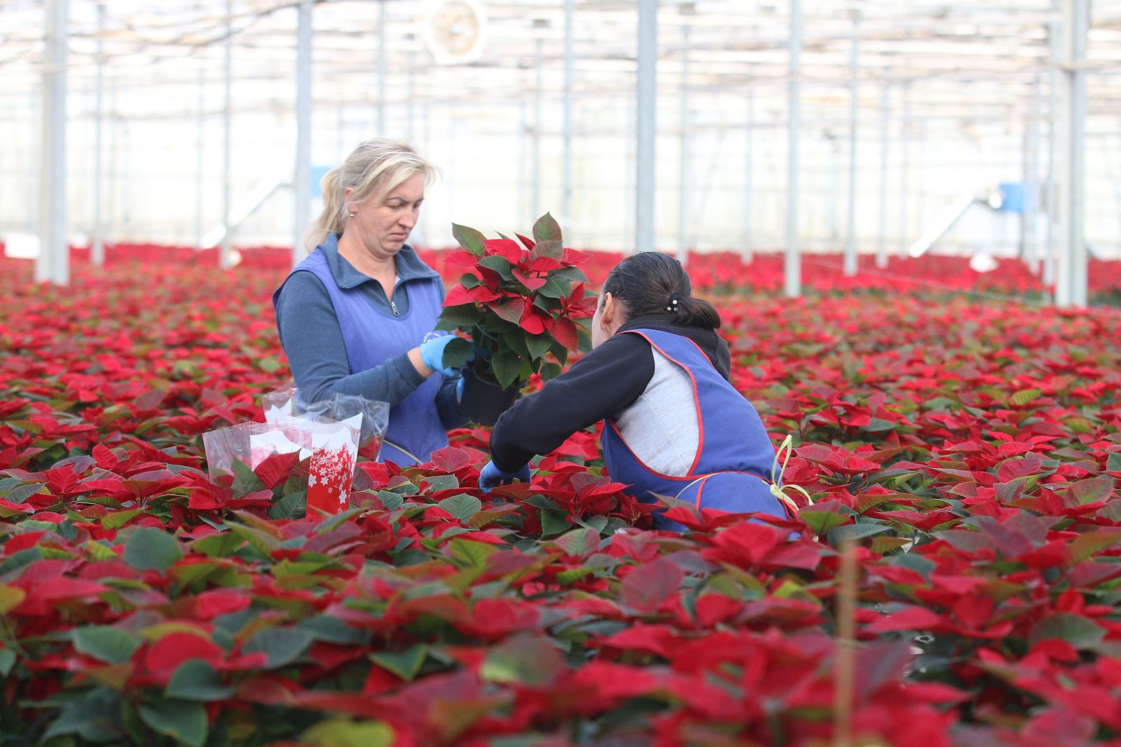 Semillero Laimund es una de las firmas que comercializa flores de Pascua en Almería