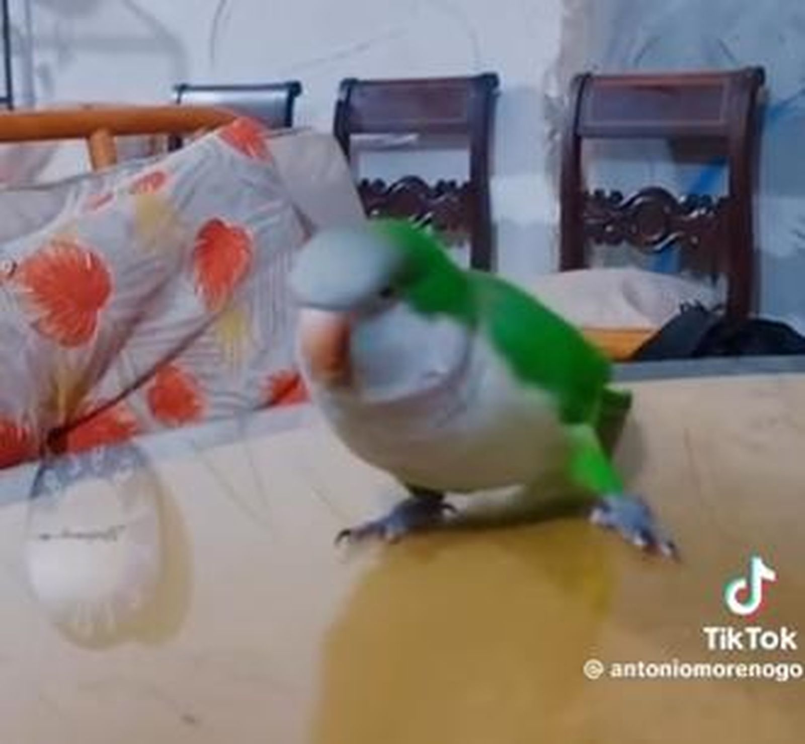 La cotorra más cofrade se hace viral en redes sociales