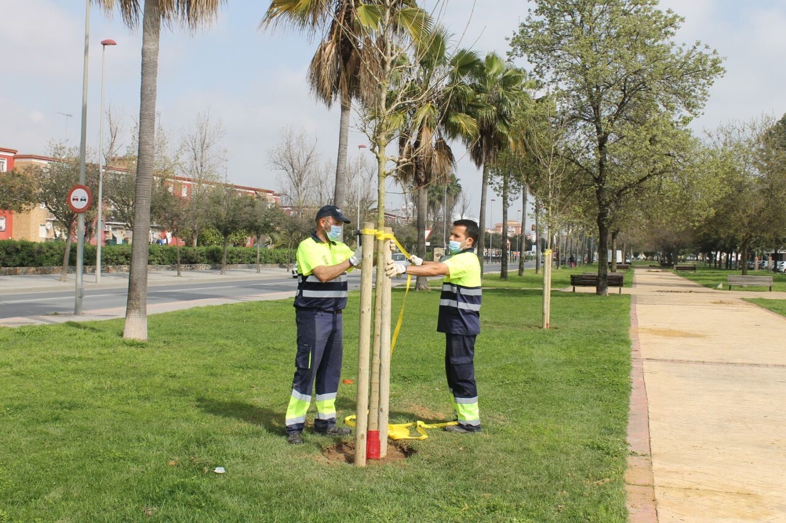 Dos operarios municipales proceden a la plantación de un árbol.