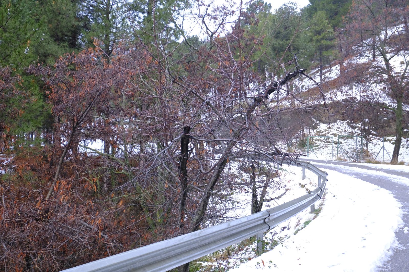 Fotogalería nevada en la Provincia de Almería