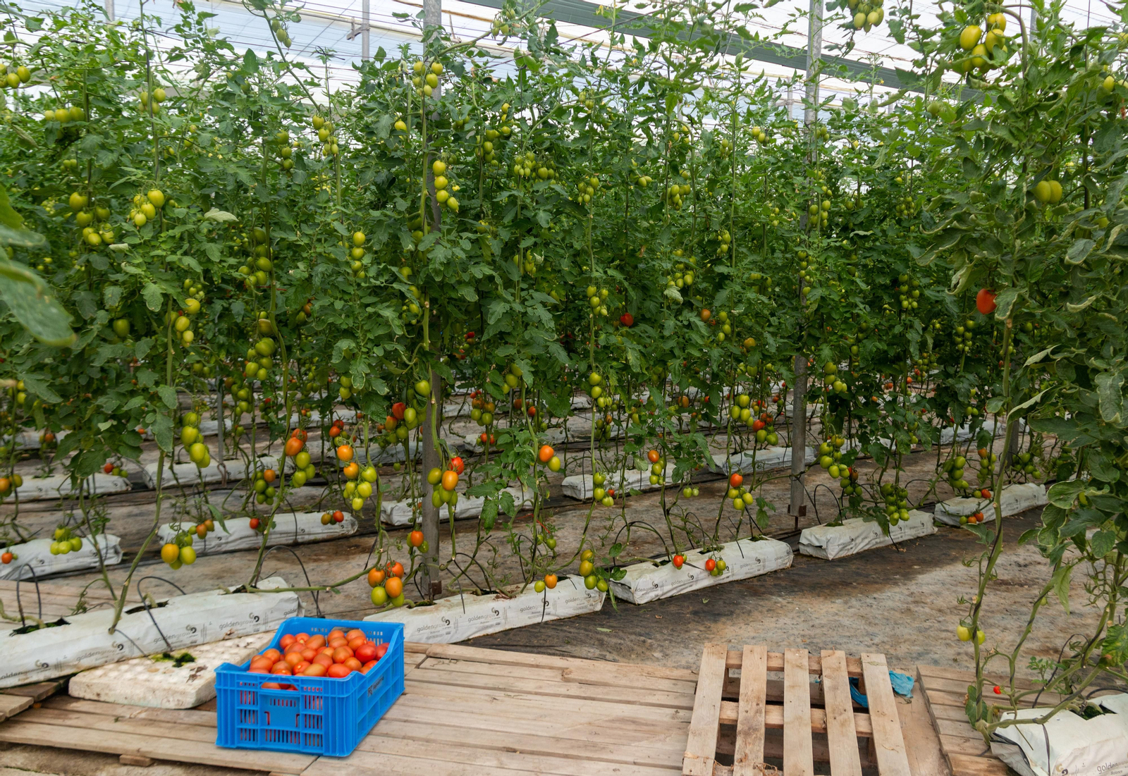 Imagen de archivo de un invernadero de la costa