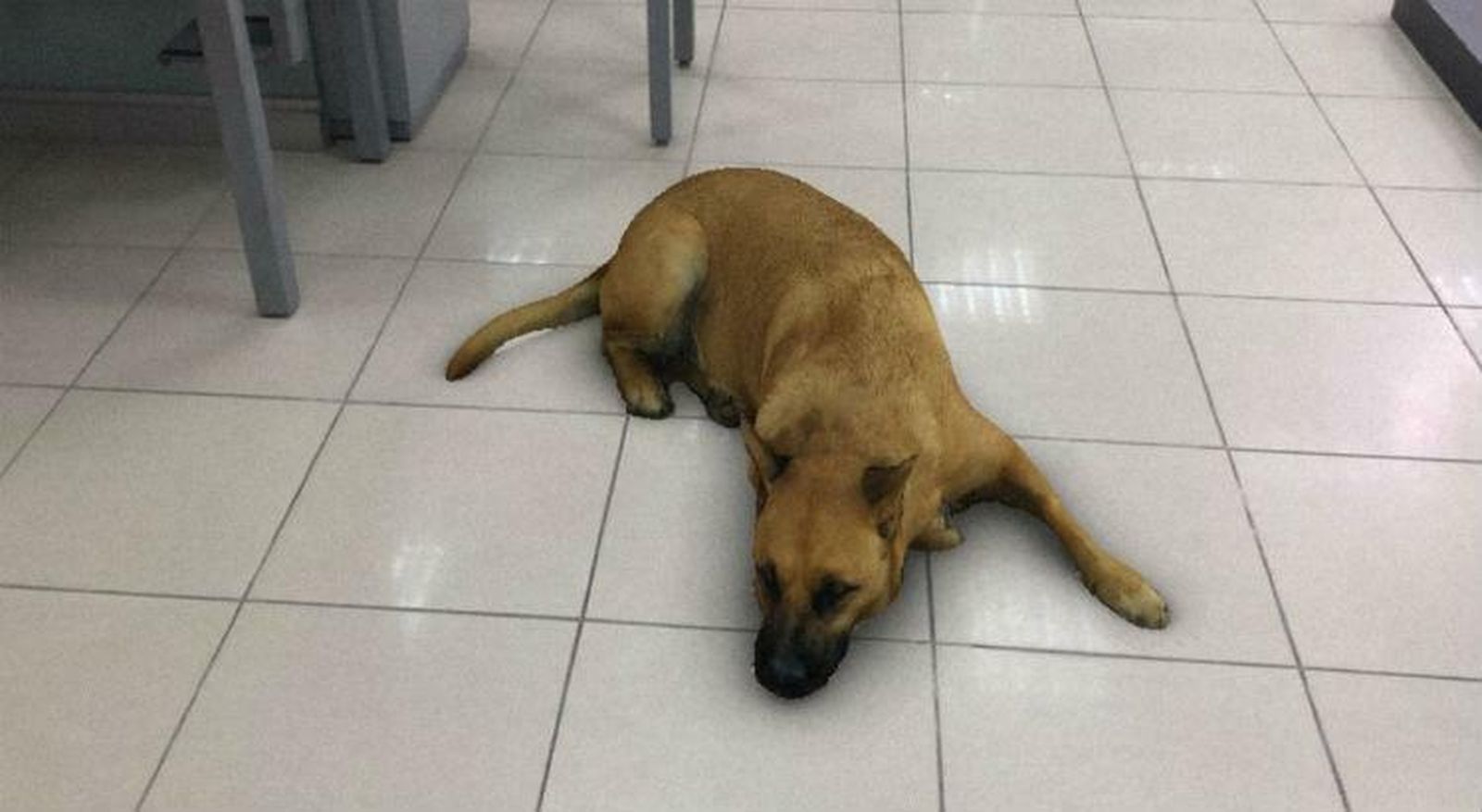 Las reacciones al efecto Sasha Dog de Instagram, no tienen precio