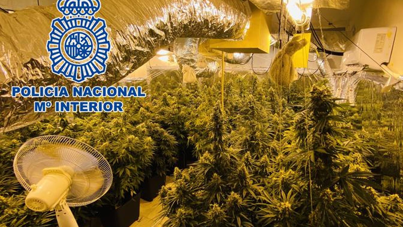 Plantación localizada en Motril.