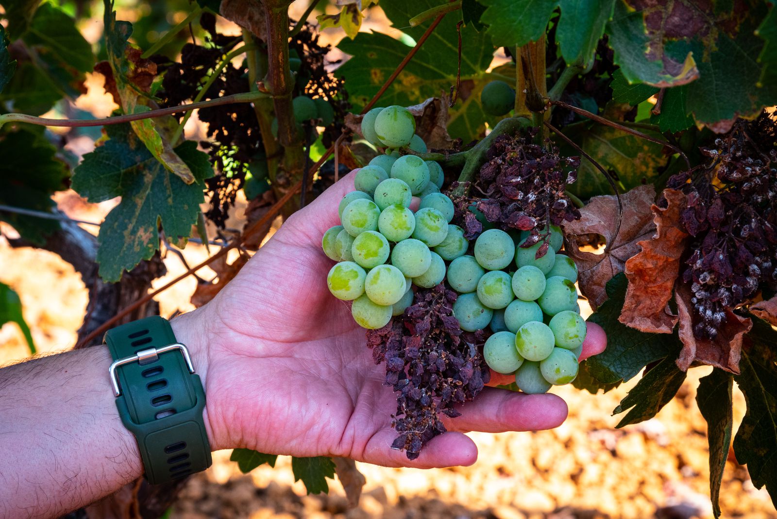 Imágenes de los estragos del parásito mildiu en los viñedos del Condado