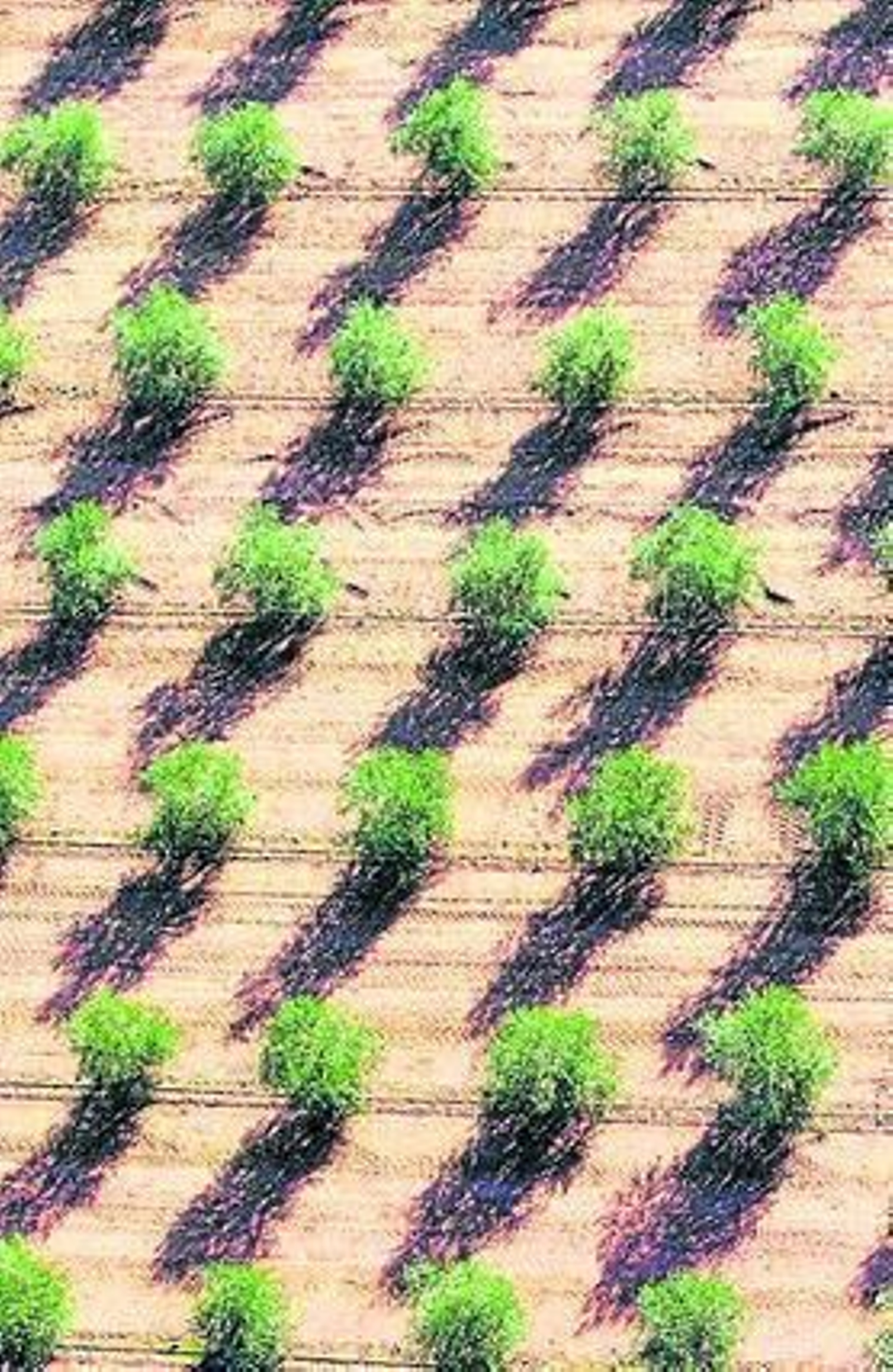 Olivar en la provincia de Córdoba. / JOSÉ MARTÍNEZ