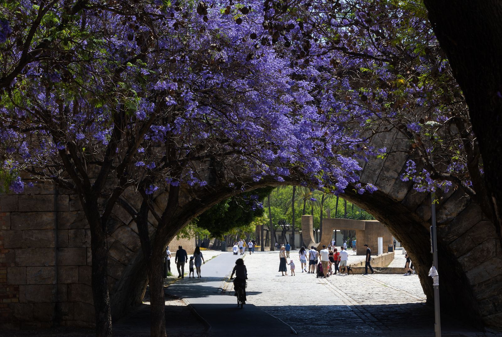 Las jacarandas vuelven a teñir de morado Sevilla