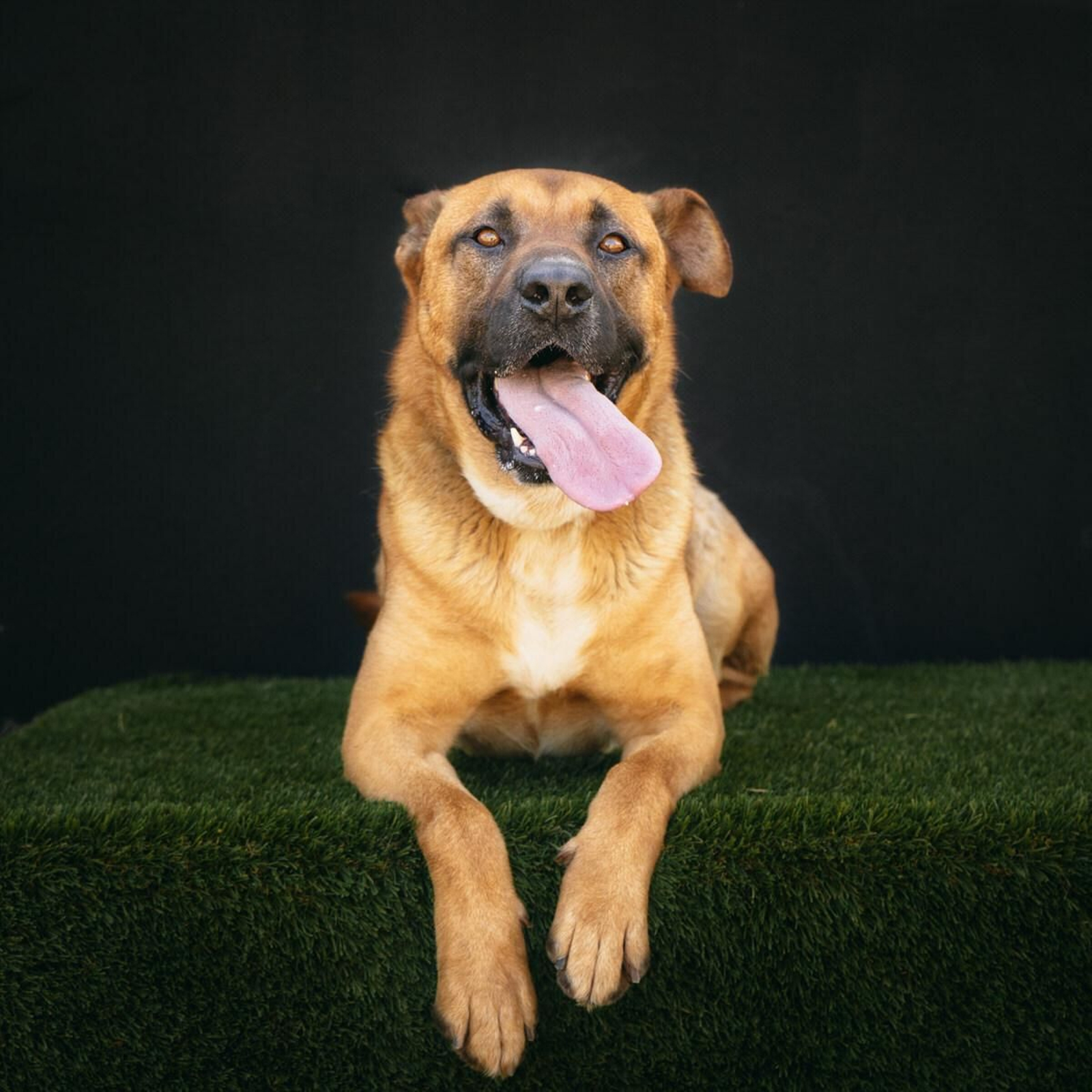 Deca, el perro noble y tranquilo