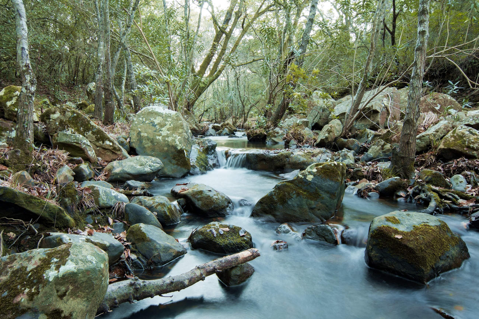El Parque Natural de los Alcornocales, la última selva de Europa.