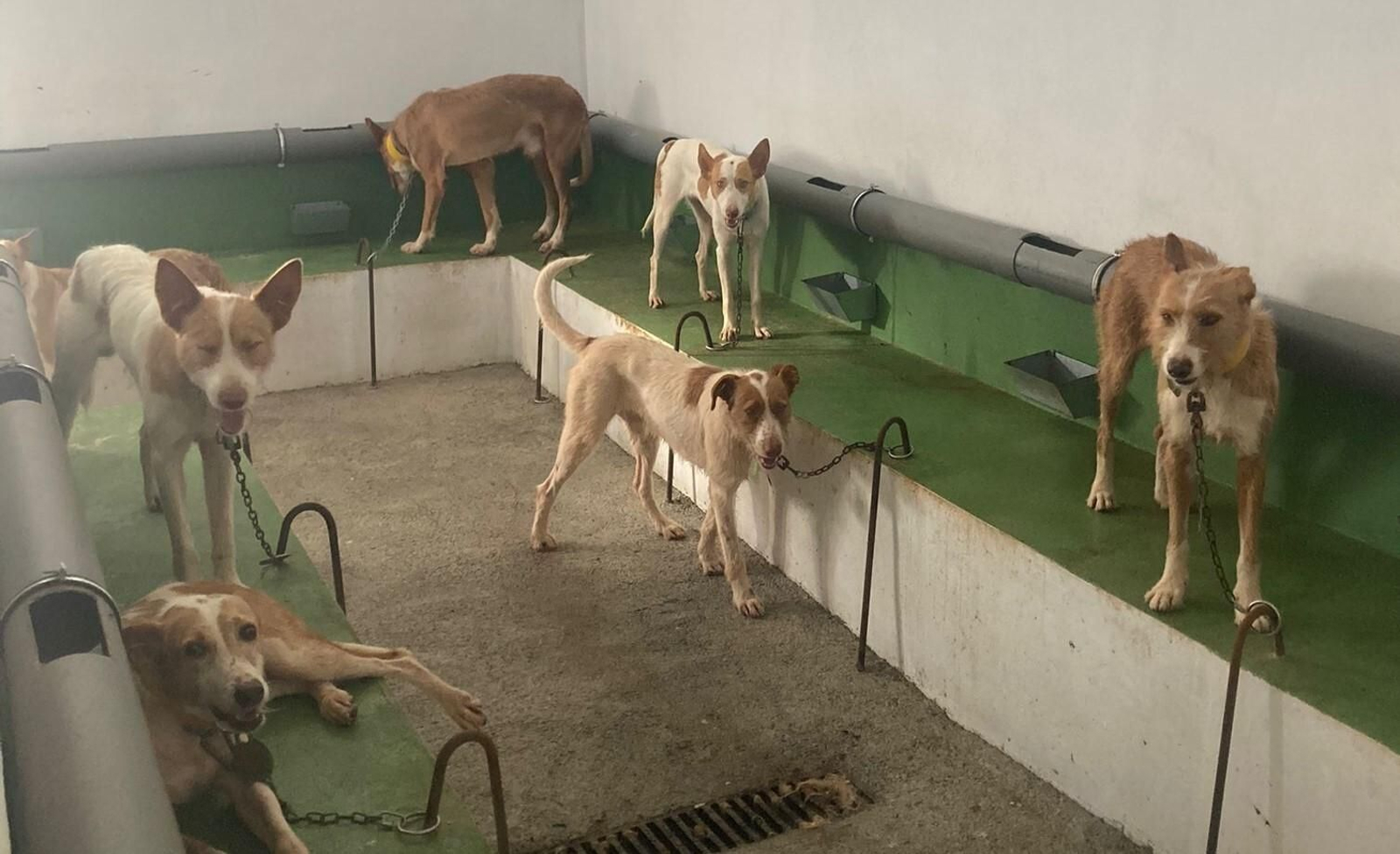 Una de las rehalas que acoge la Zona Ganadera de Hornachuelos.