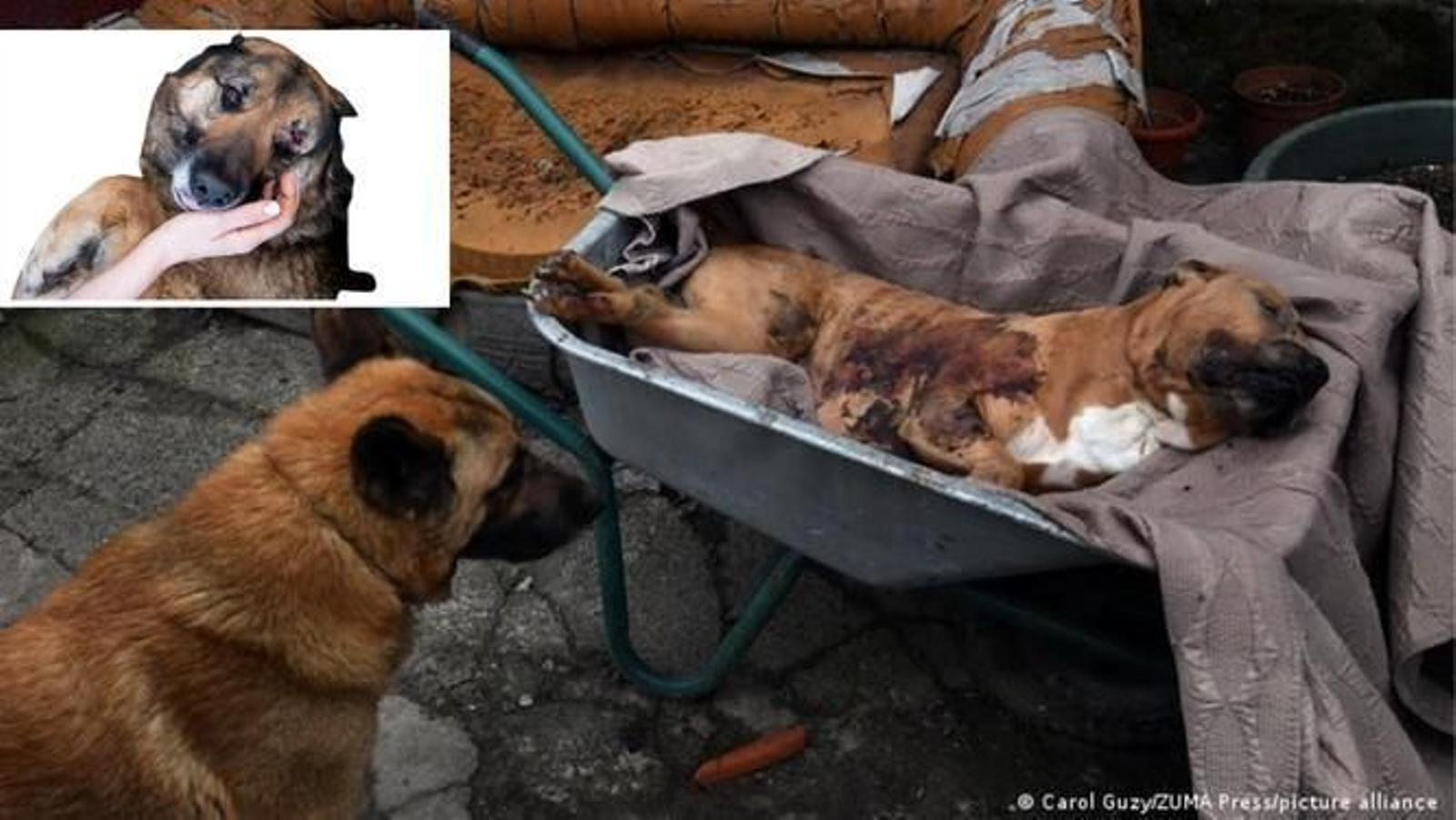 La guerra entre Rusia y Ucrania pone en peligro de extinción a más de 80 especies de animales