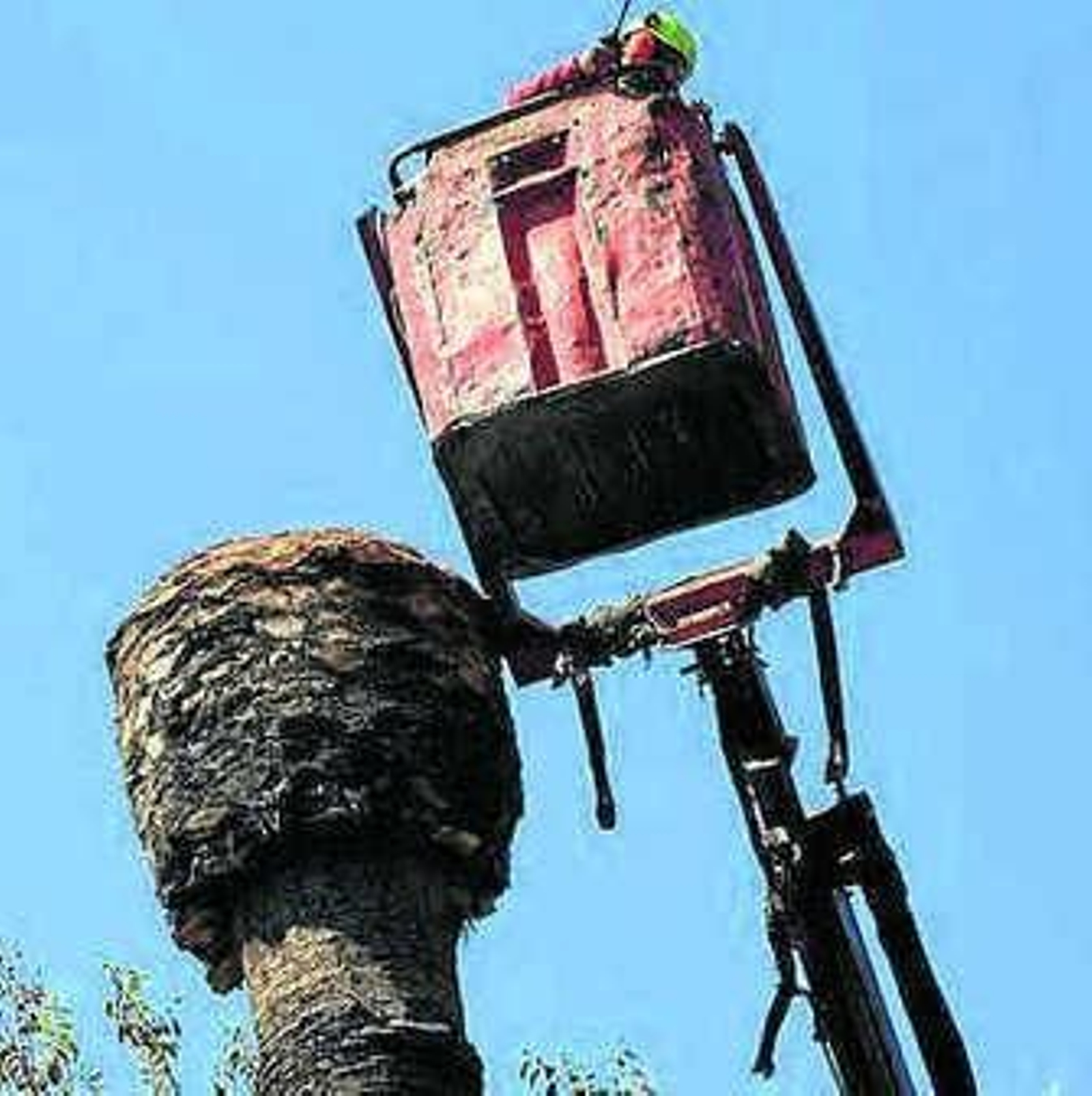 Una de las palmeras afectadas.