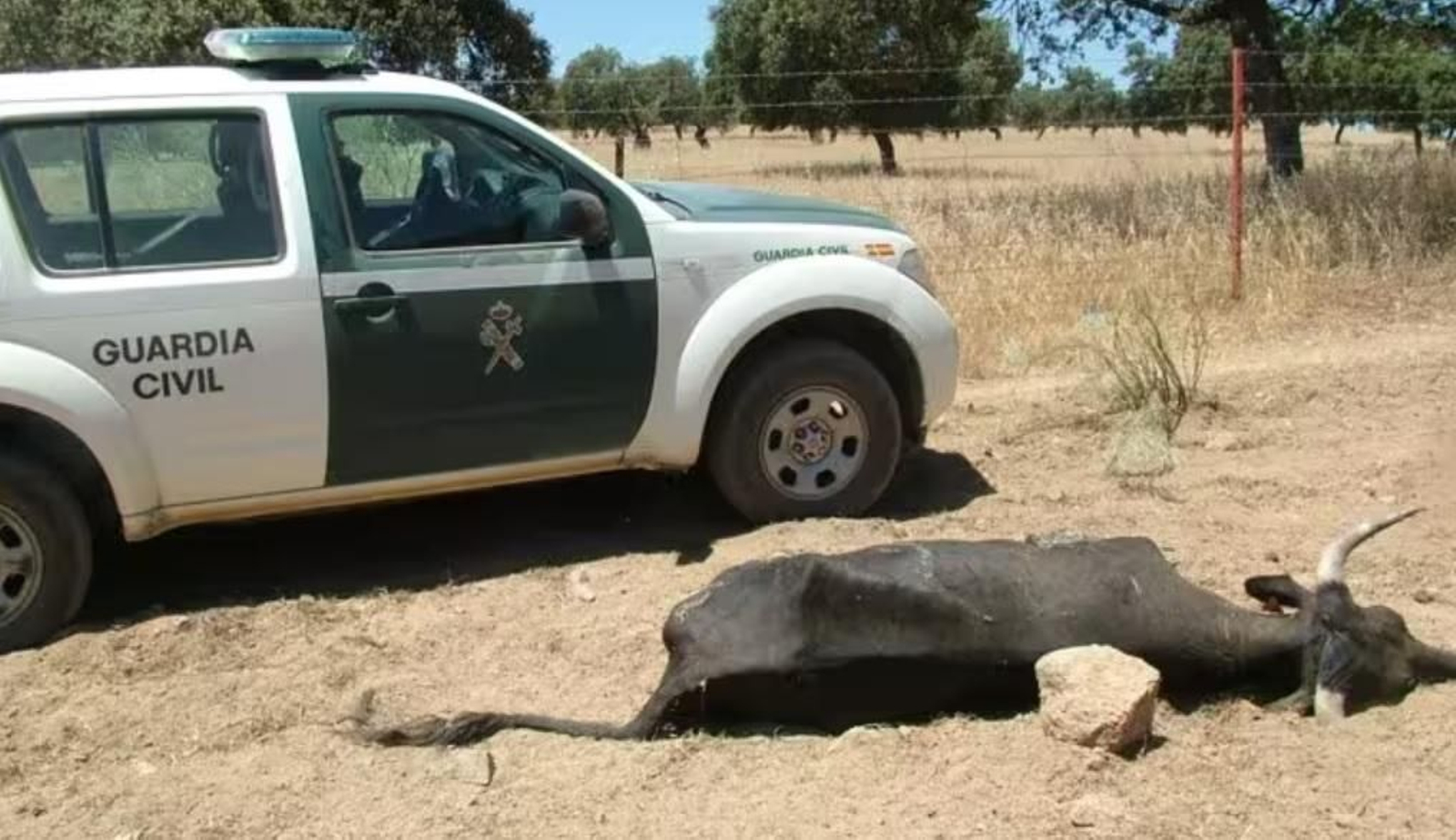 Una de las 36 vacas muertas de sed halladas por el Seprona en Dos Torres. Una de las 36 vacas muertas de sed halladas por el Seprona en Dos Torres.