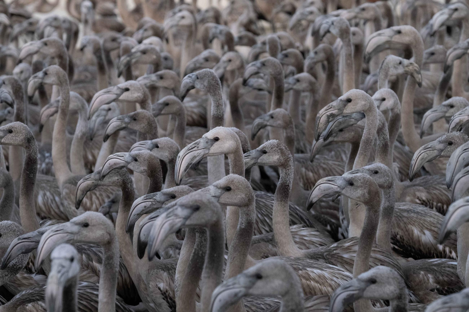 Anillamiento de flamencos en la Laguna de Fuente de Piedra, en imágenes