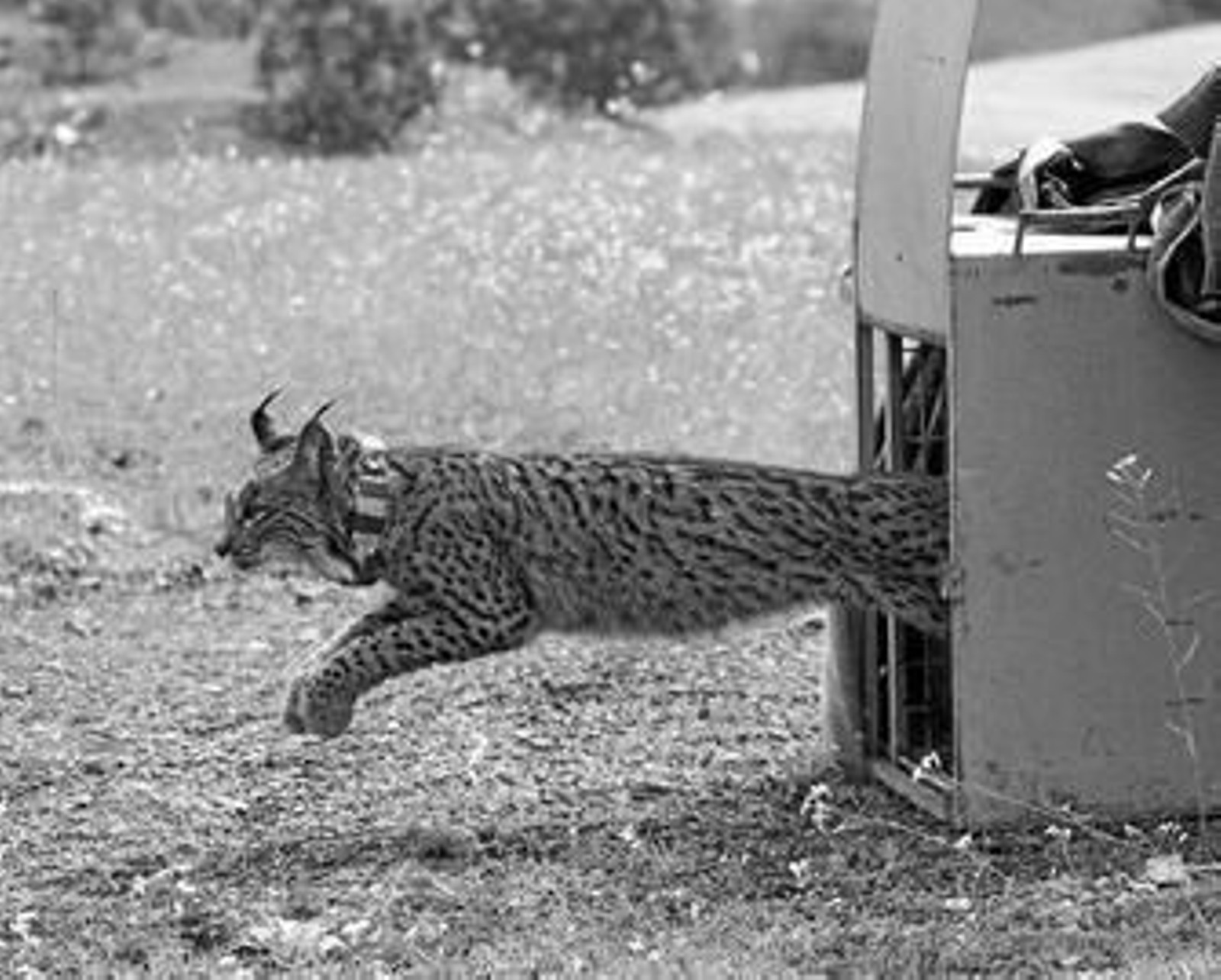 Uno de los ejemplares que la Consejería de Medio Ambiente ha liberado en la zona del Gudalmellato.