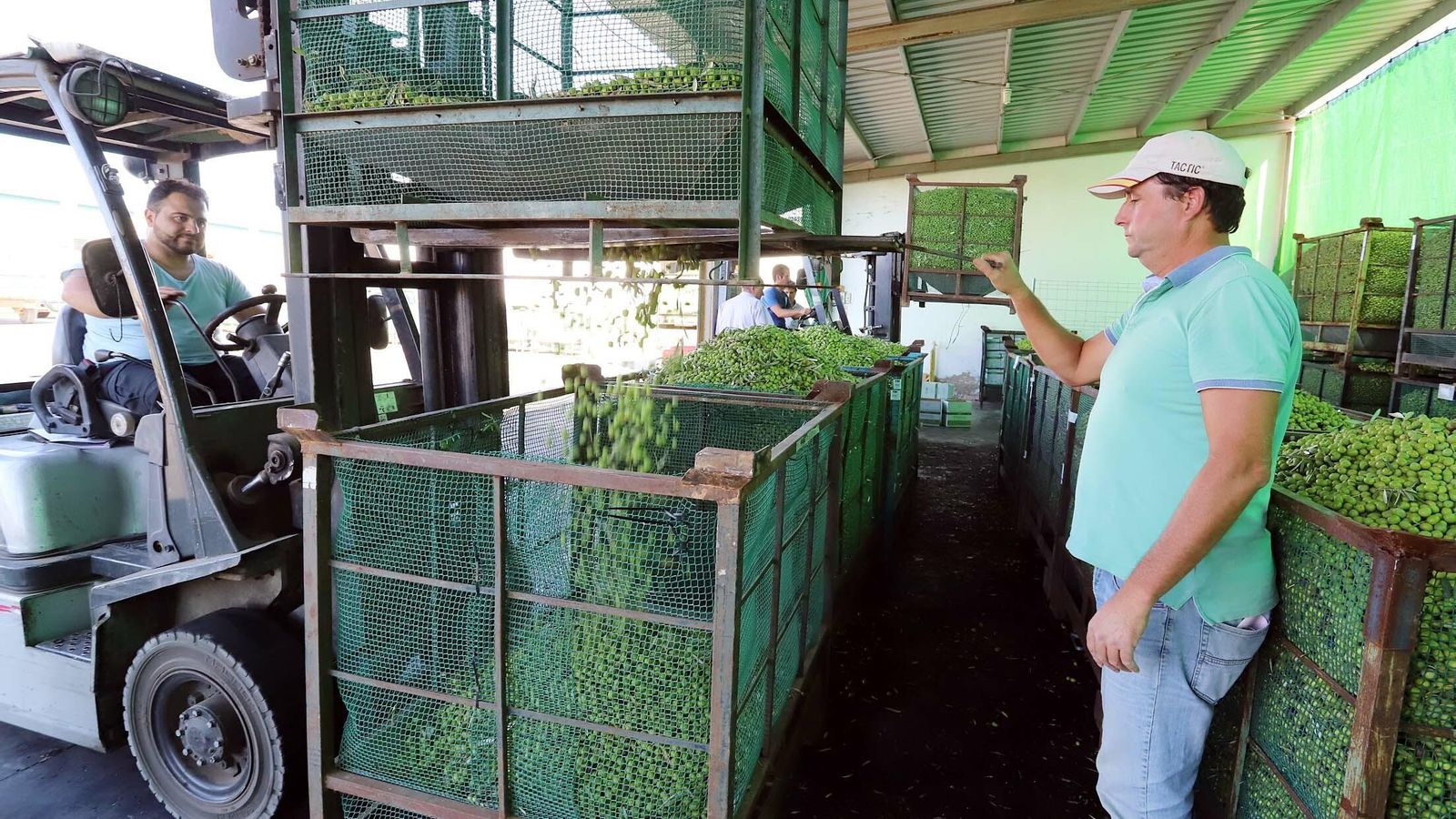 Descarga en la cooperativa de Paterna del Campo
