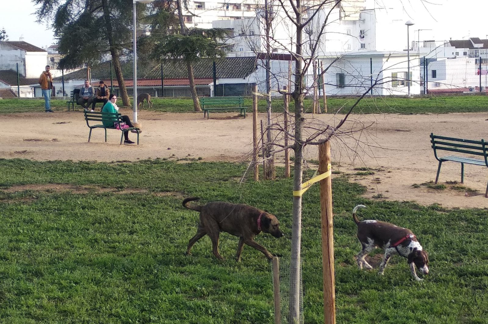 Varios perros en un parque en una imagen de archivo.