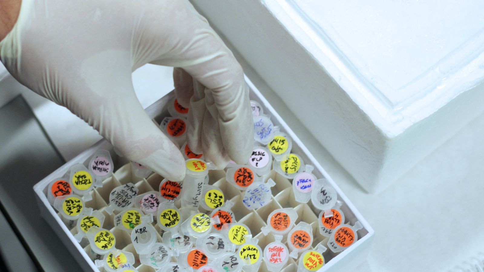 Una investigadora trabaja con unas muestras en un laboratorio de Cabimer.