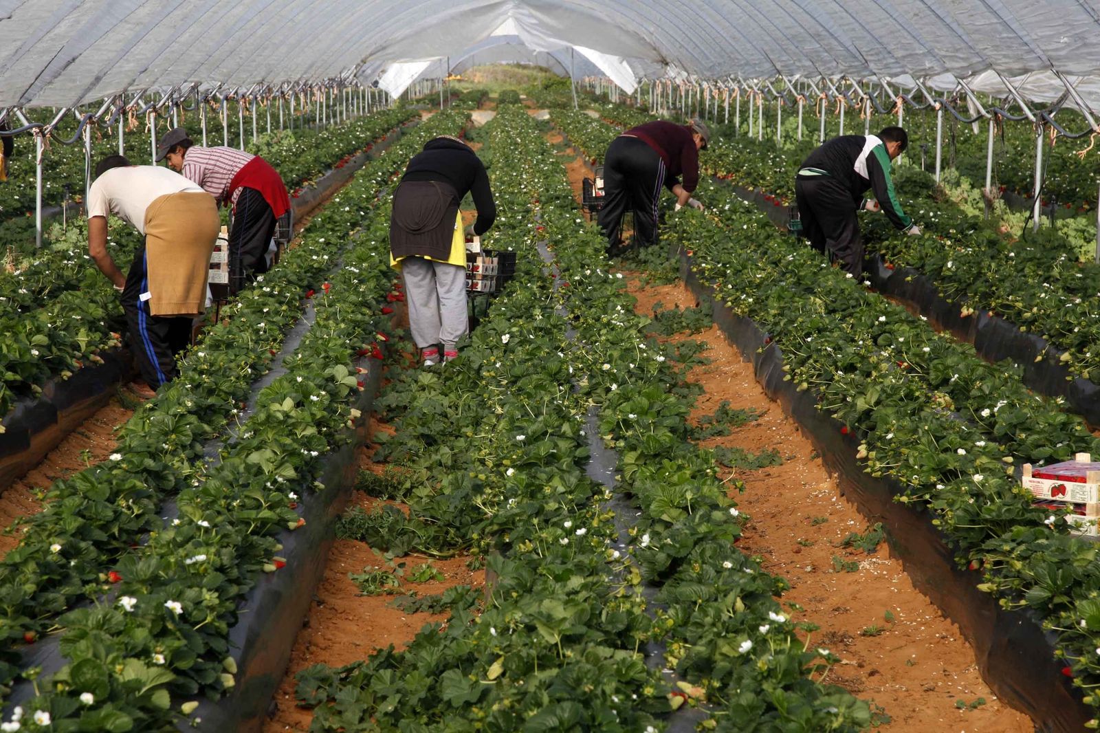 Temporeros recolectan fresa en una finca de Huelva.