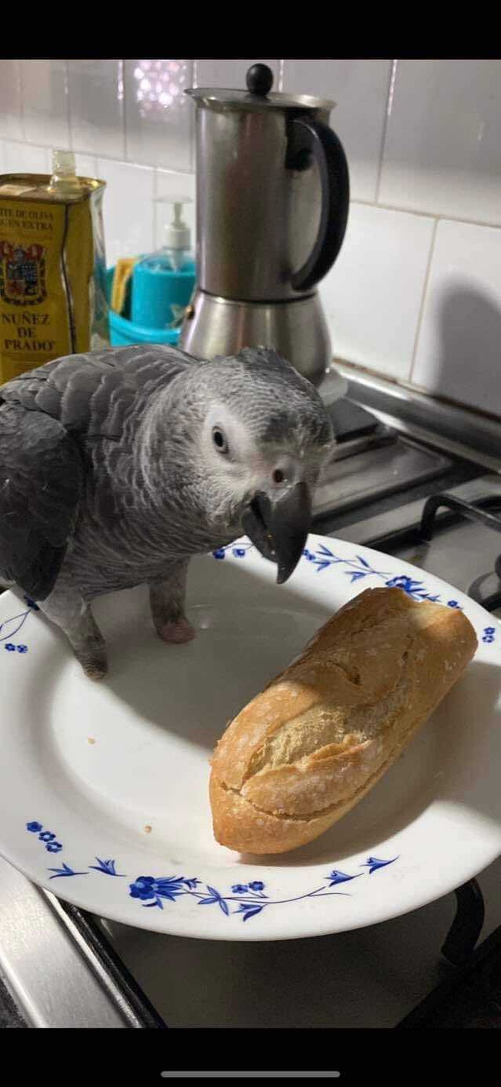 A Yaco le faltan las patitas, tal y como se aprecia en esta simpática imagen