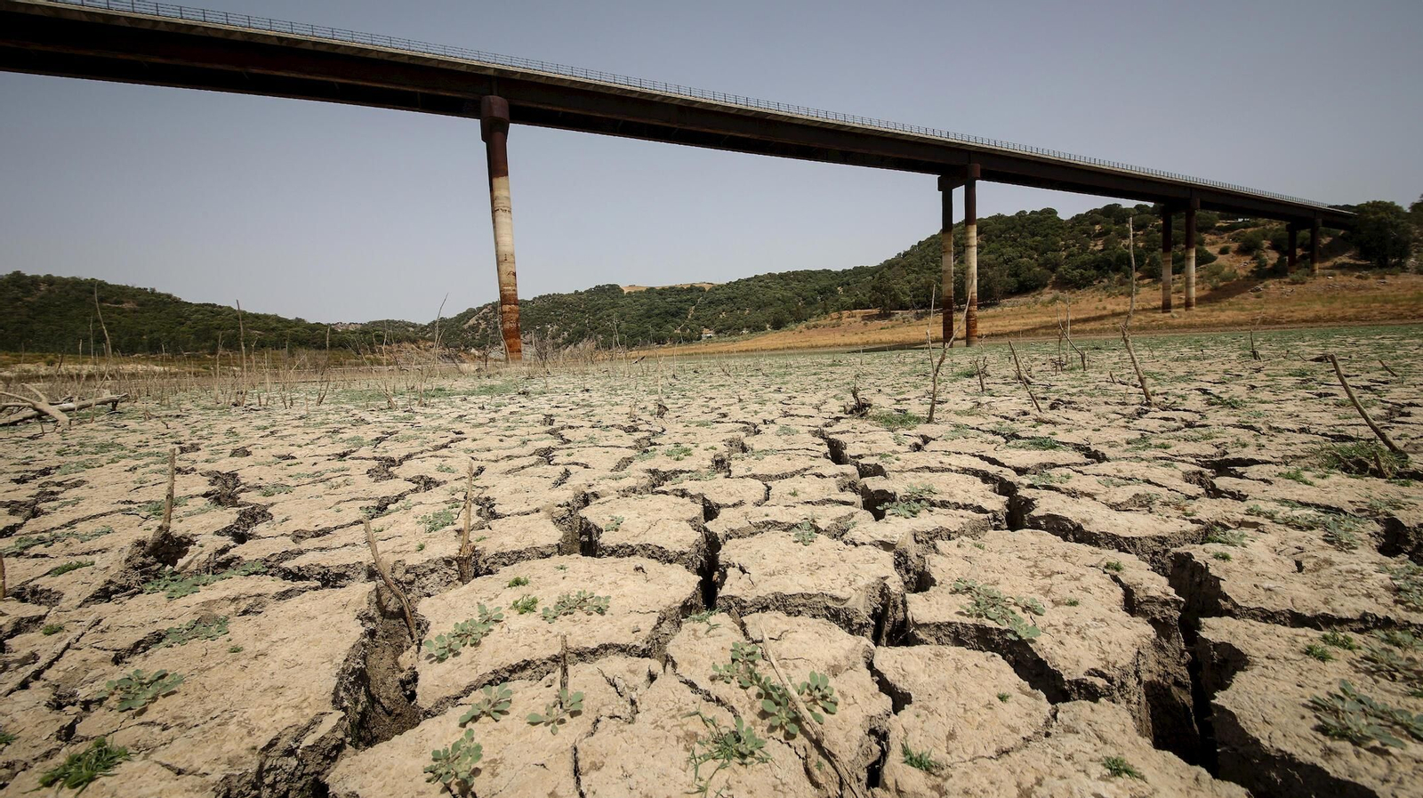La cola del embalse de Guadalcacín, durante la última sequía.