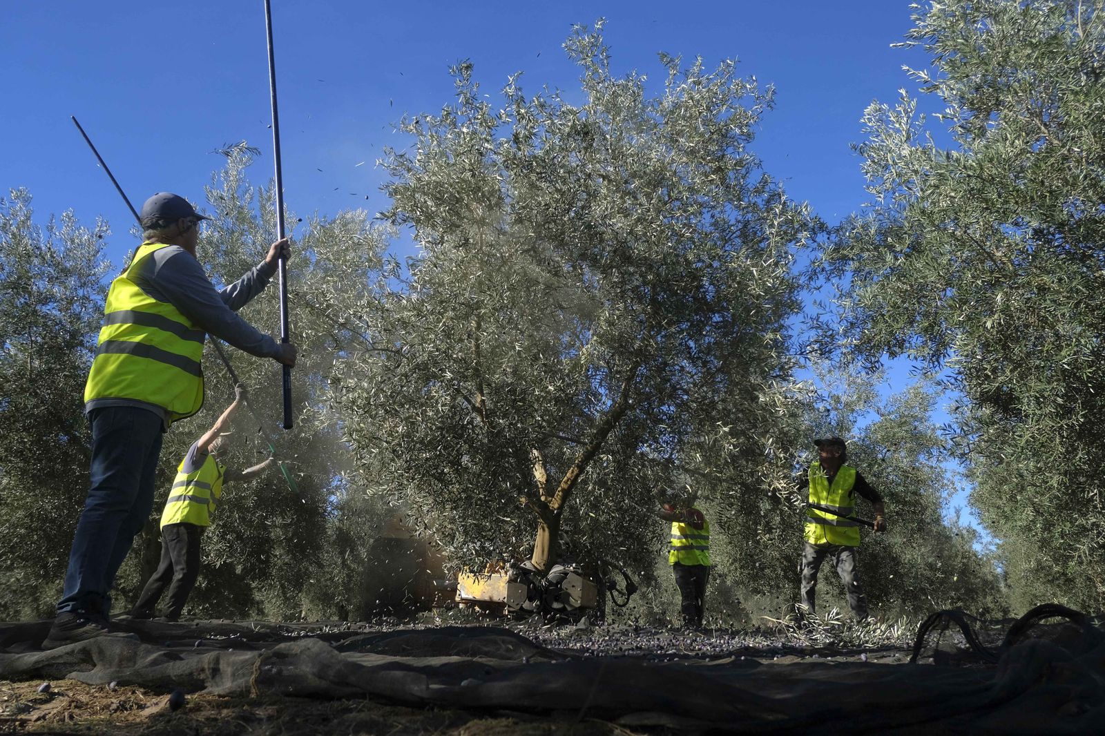 Recogida de la aceituna en una finca de Antequera.