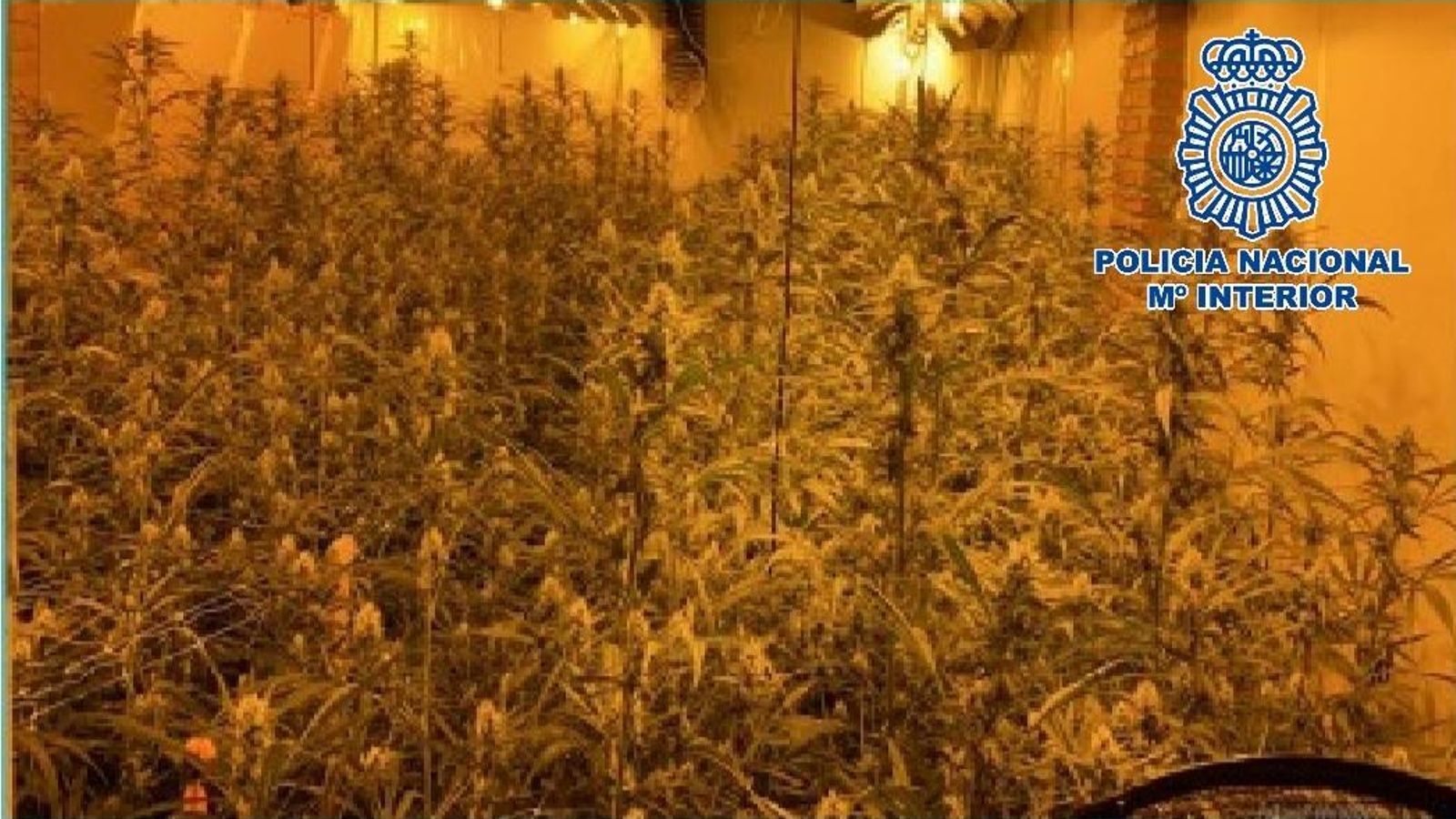 Una de las plantaciones de marihuana halladas durante la Operación Cajón.