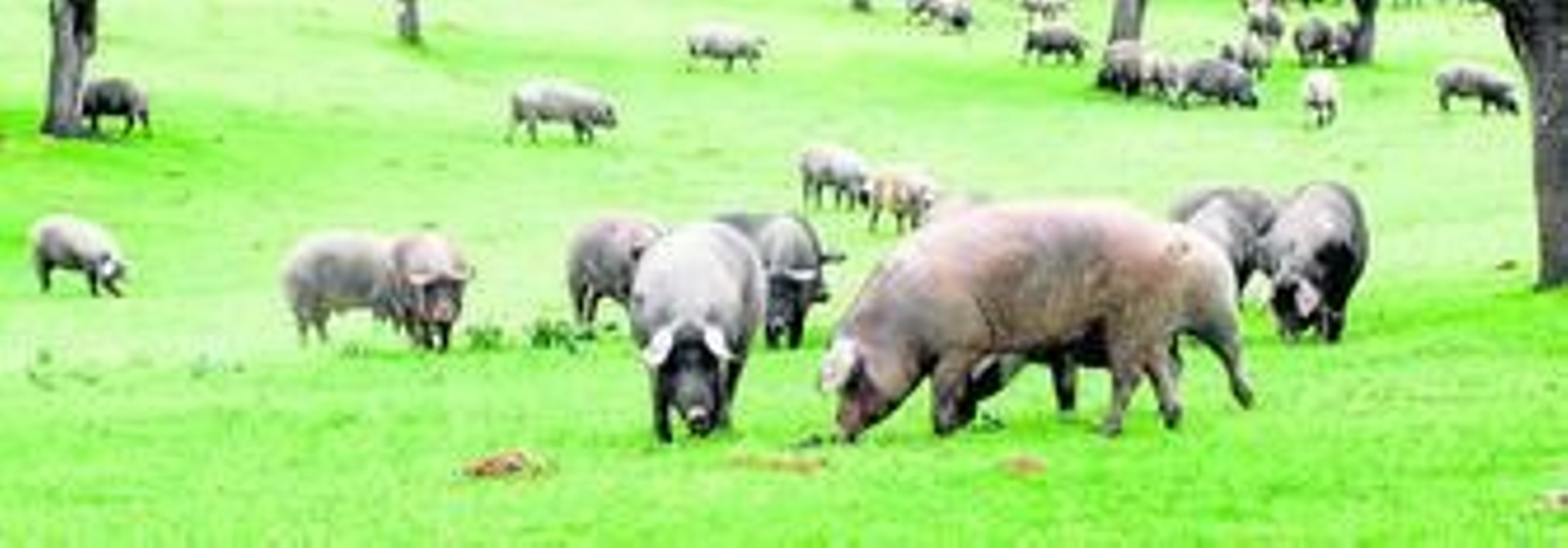 La norma de calidad sigue denominando ibérico al cerdo cruzado