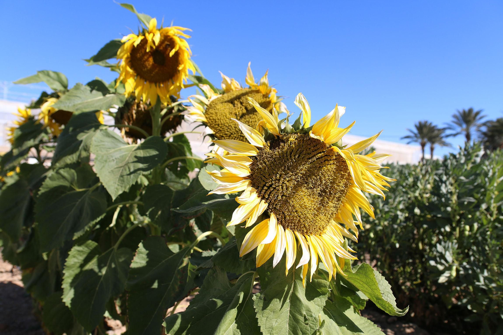Fotogalería de la presentación de Plataforma Tierra, de Cajamar e IBM