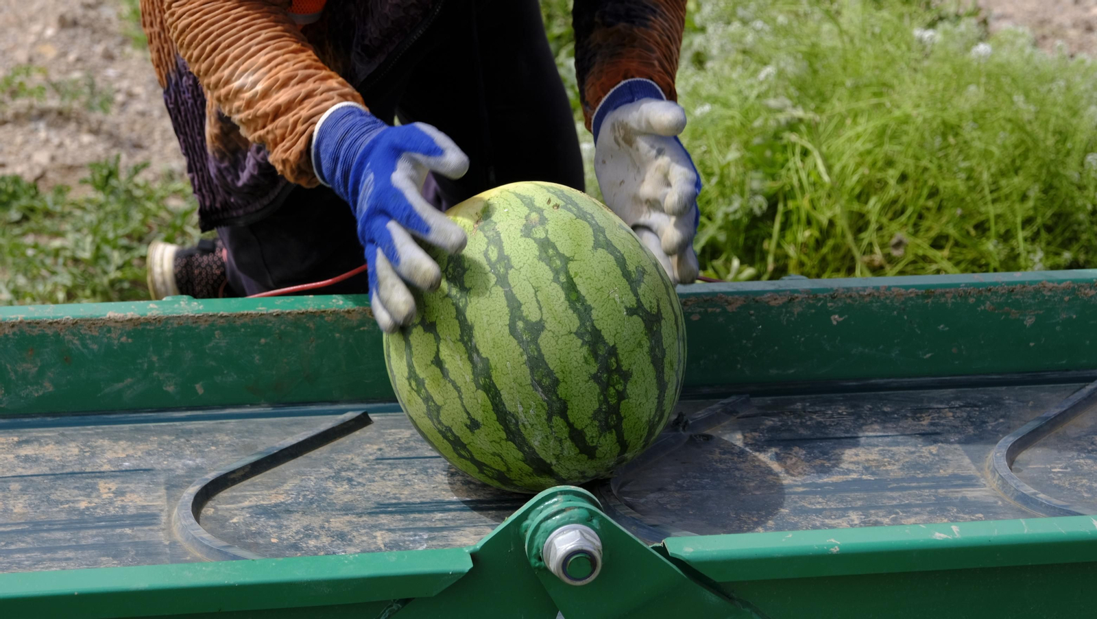 La sandía y el melón de Huércal Overa, manjares en imágenes