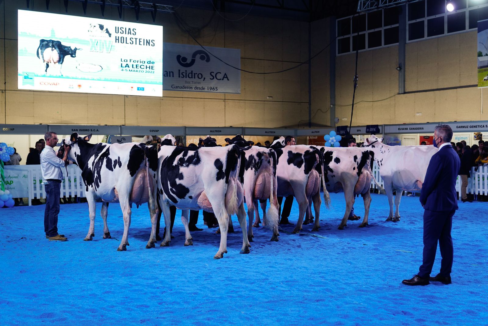 La elección de la Vaca Gran Campeona de Dos Torres, en fotografías