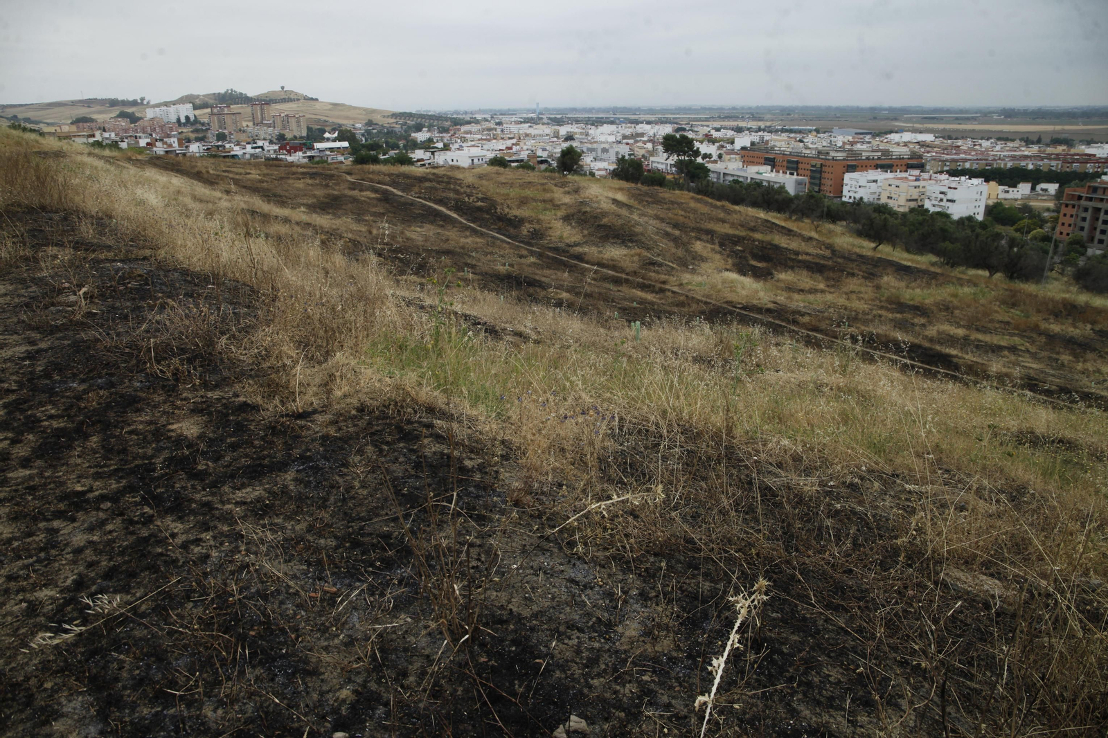 Las llamas destruyen ciento de árboles sembrados en el Carambolo