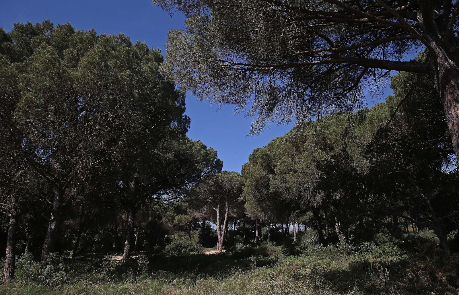 El Pinar del Rey de San Roque, en imágenes
