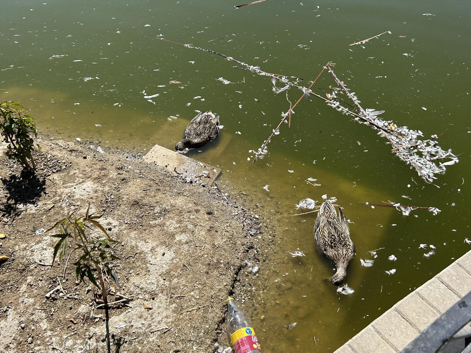 Patos muertos en el lago del Parque Huelin.