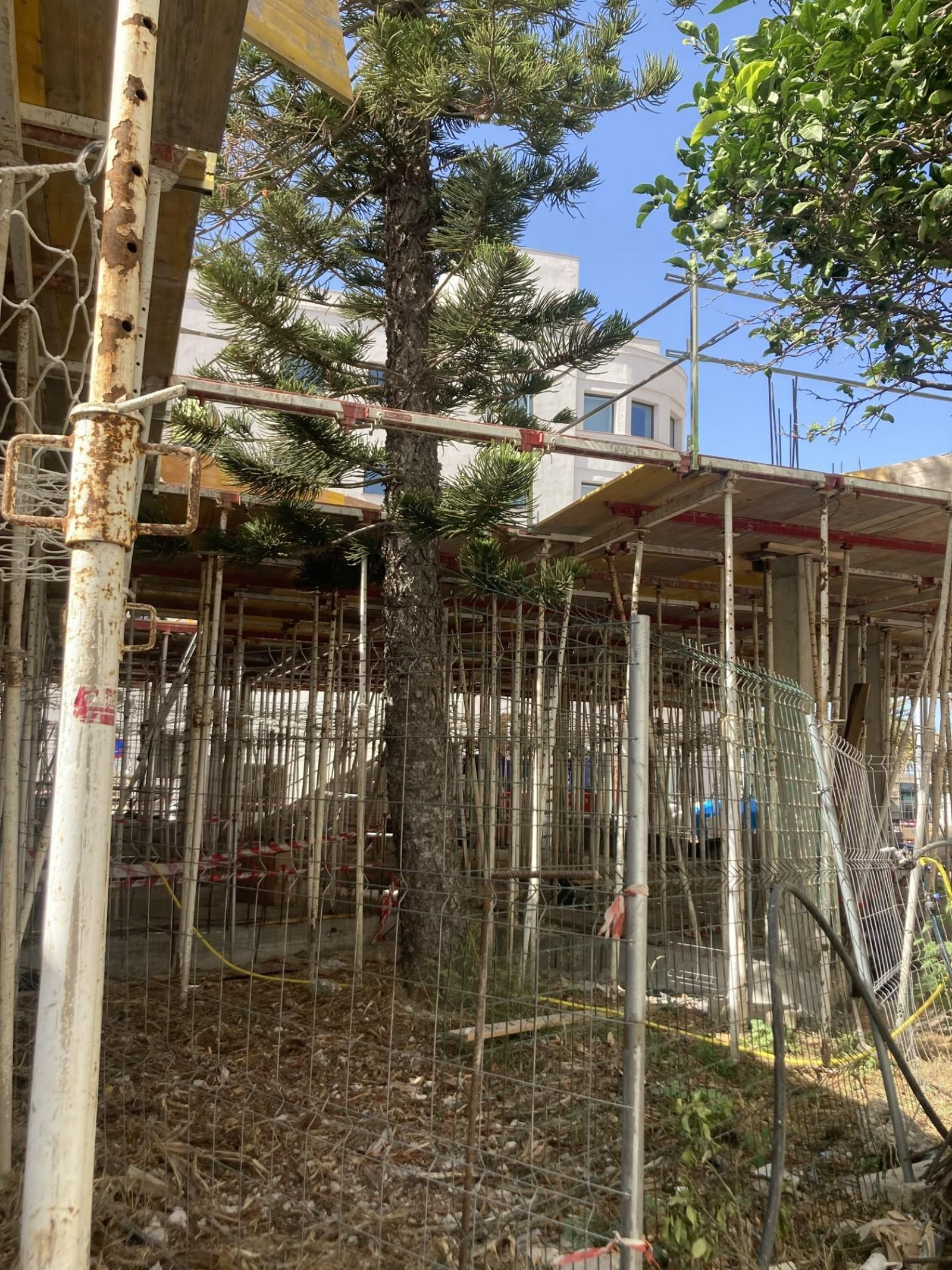 El ejemplar de araucaria, también ‘enjaulado’por la obra.