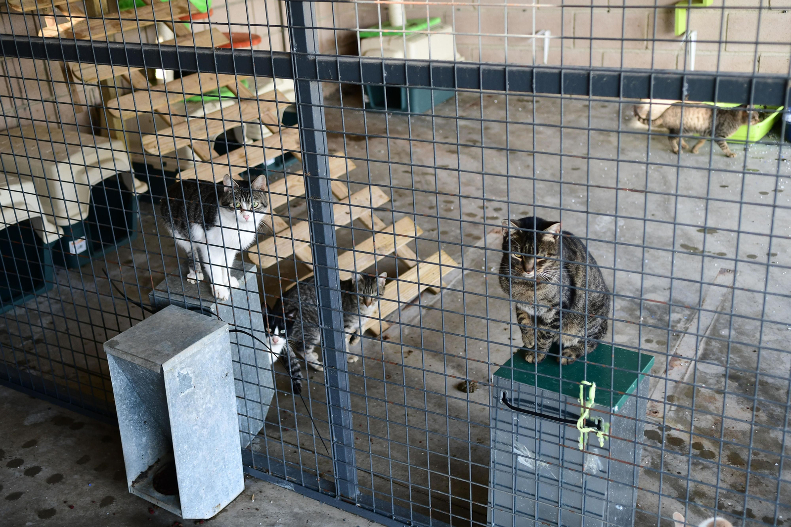 Mascotas que esperan dueño en las perreras de Sadeco