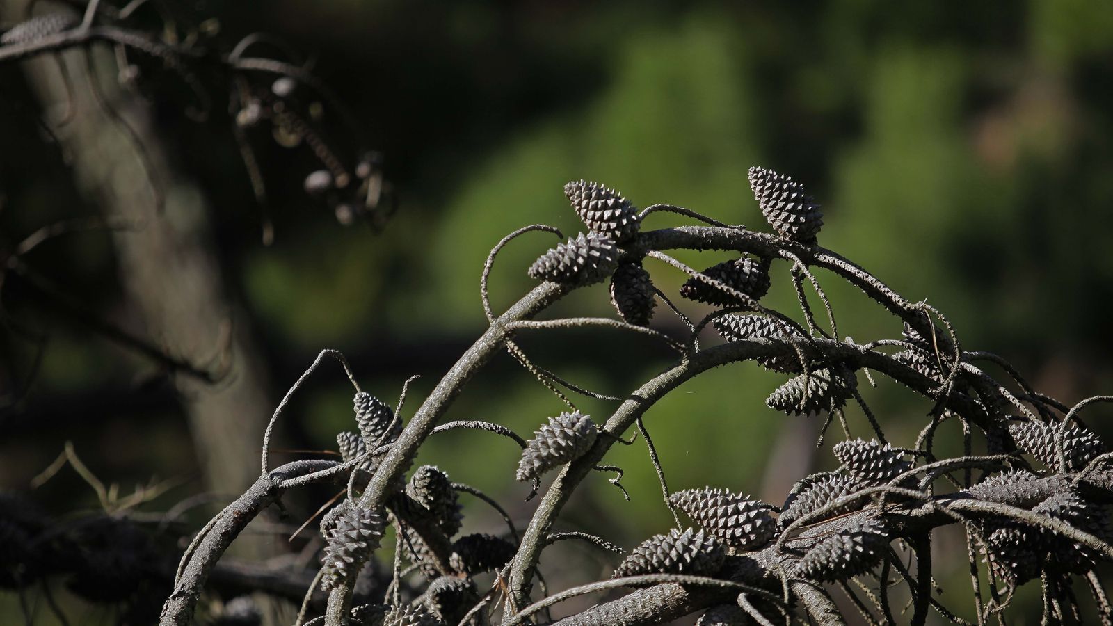 Sendero de la finca Murta en Los Barrios