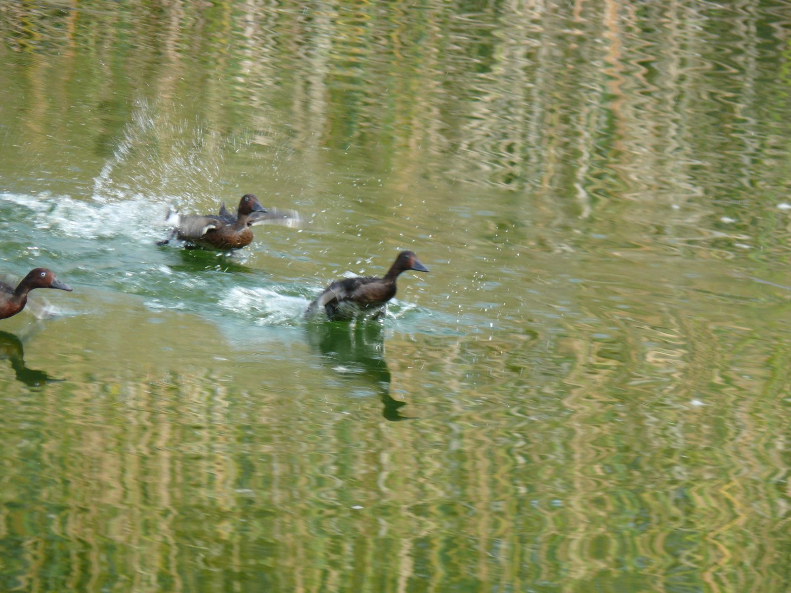 Las imágenes de la suelta de fochas cornudas y porrones pardos