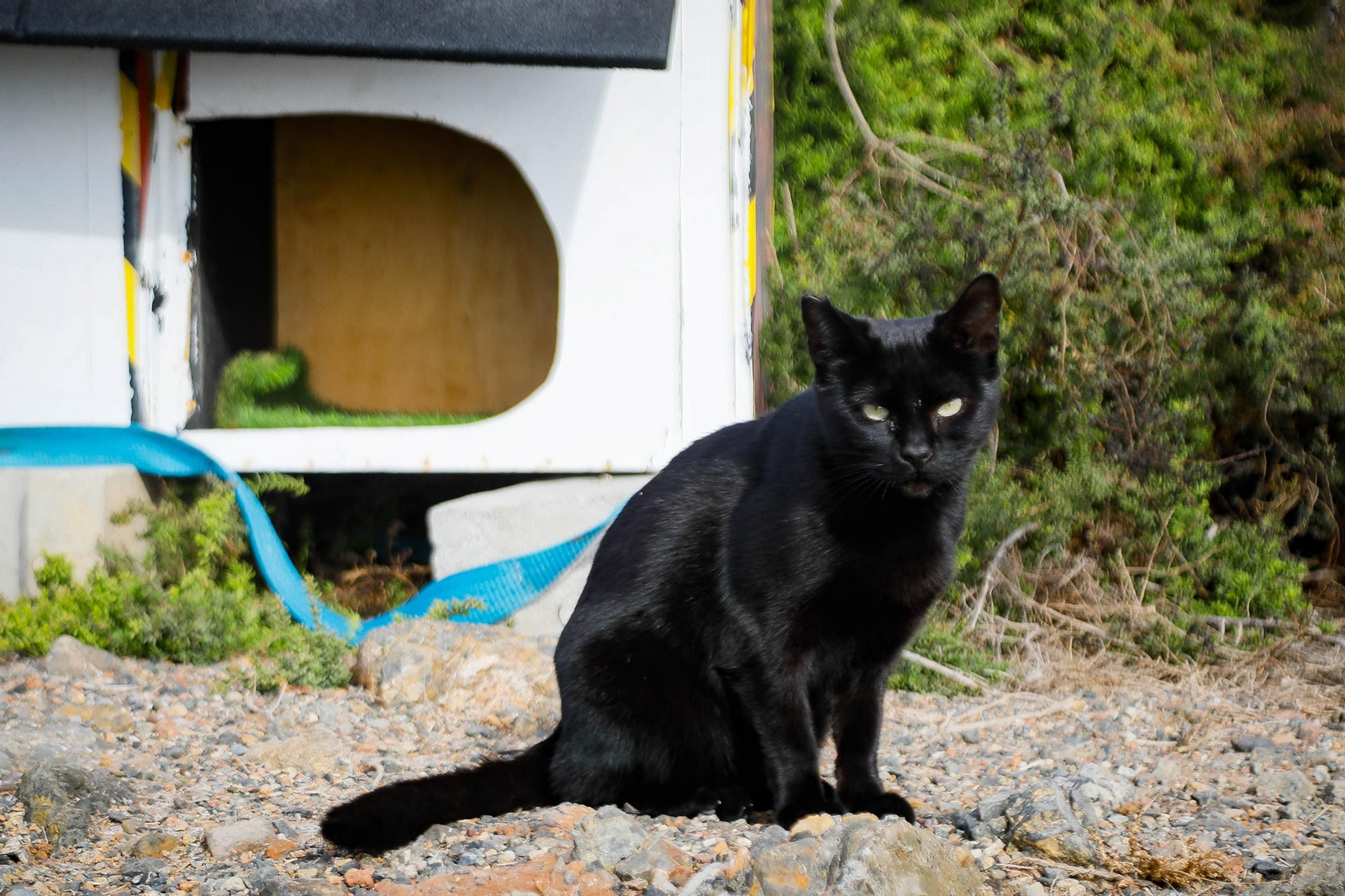 Imagen de un gato feral